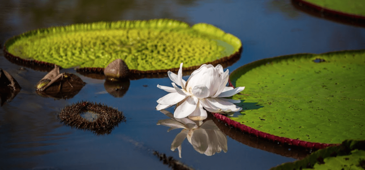 Victoria+Amazonia+water+lilies.png