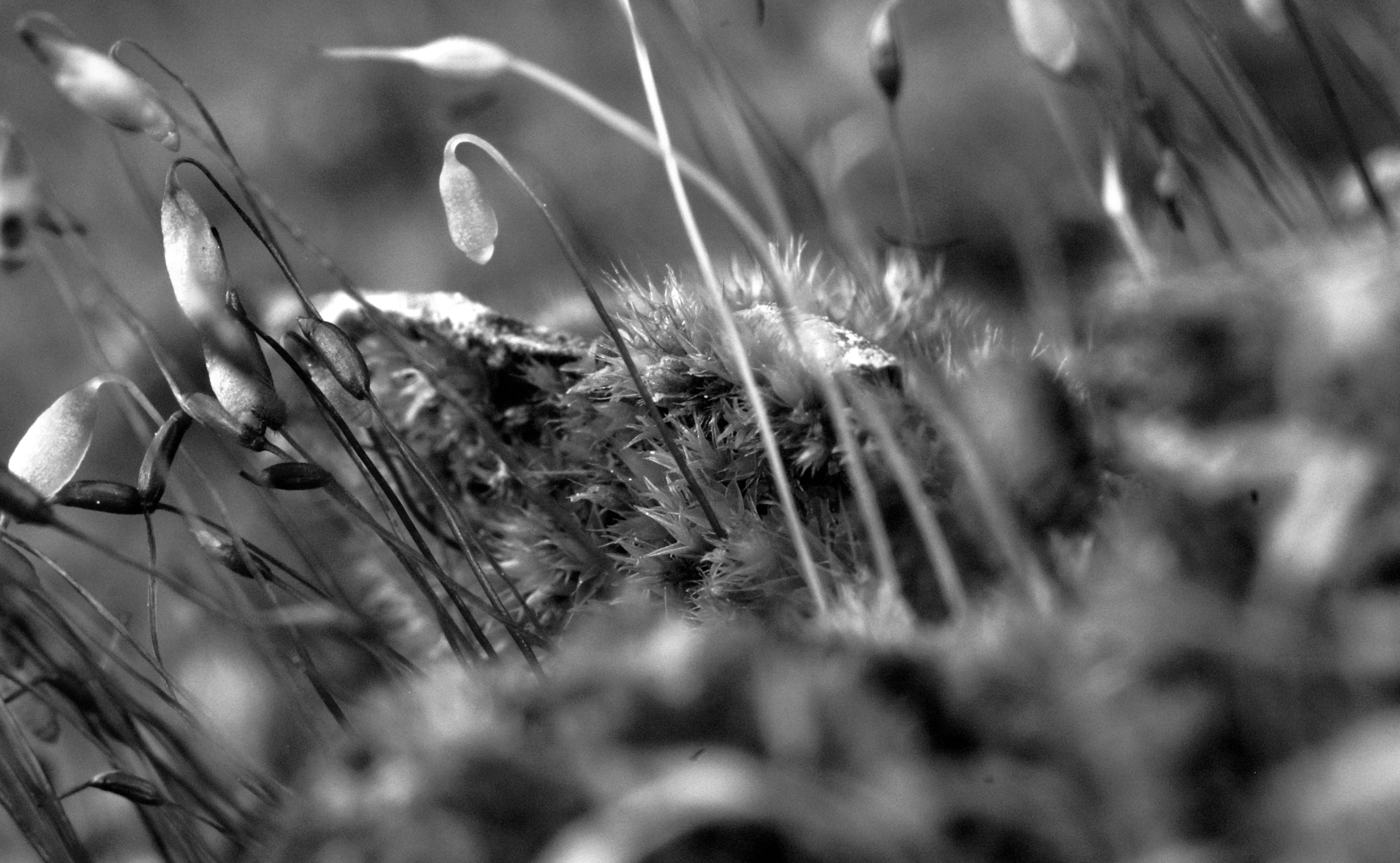 PICT9470.JPG
