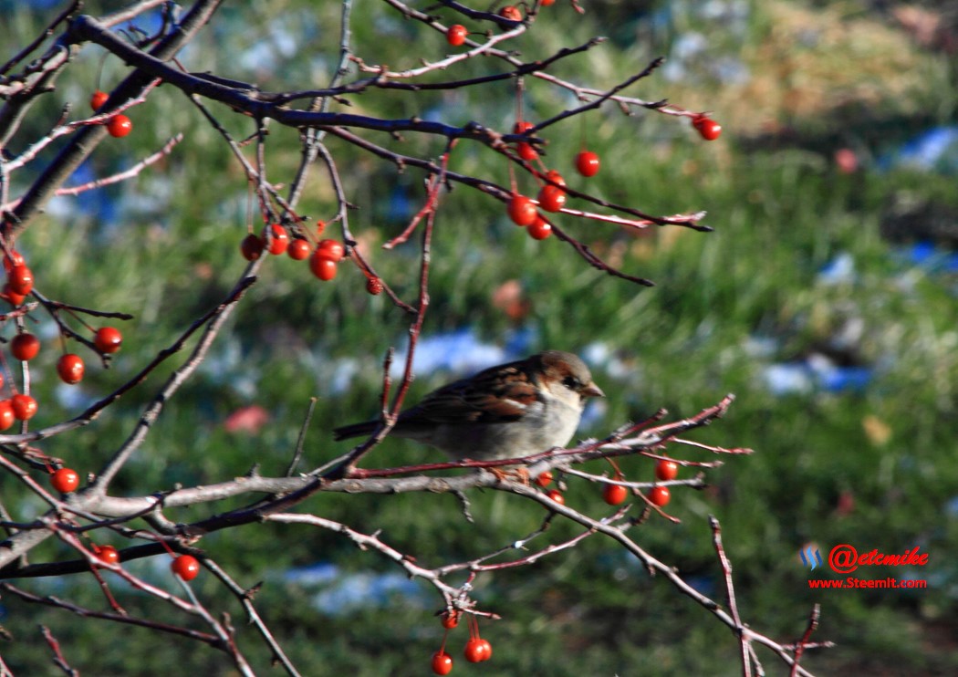 House Sparrow PFW02_0175.JPG