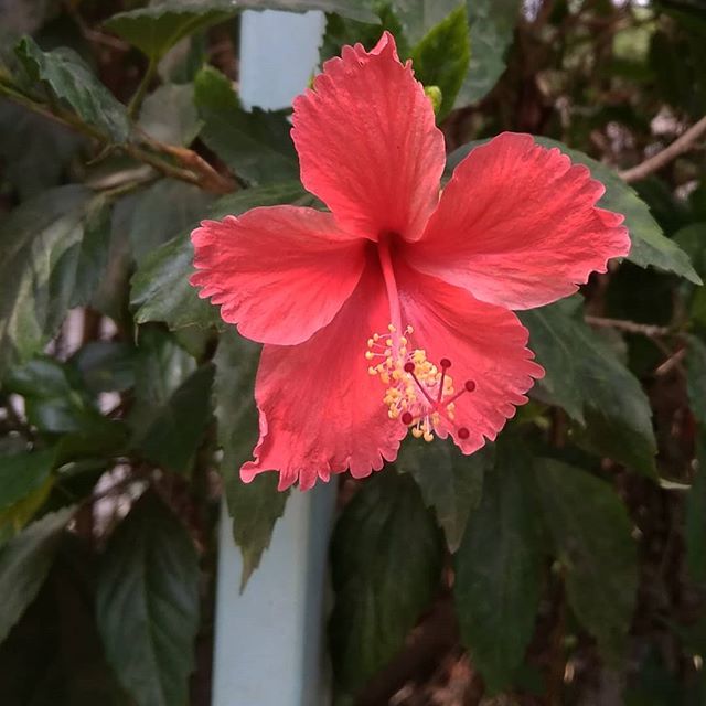 Flower 3.jpg