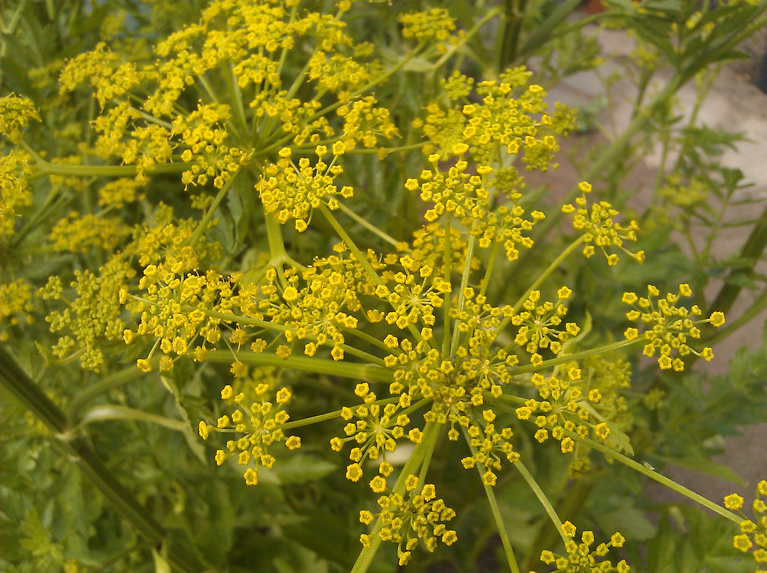 pastinaca_flower.jpg