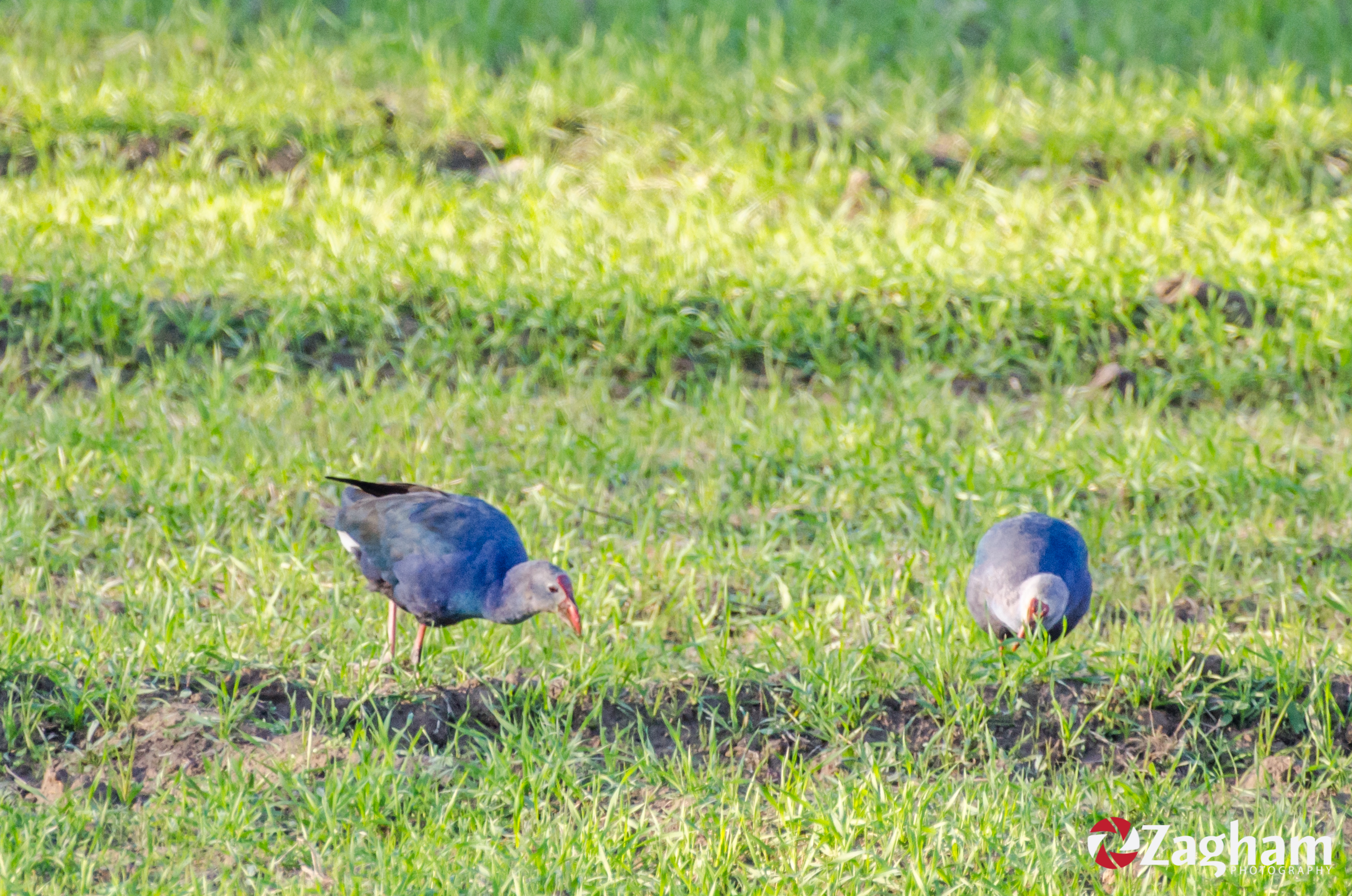 DSC_1428.jpg