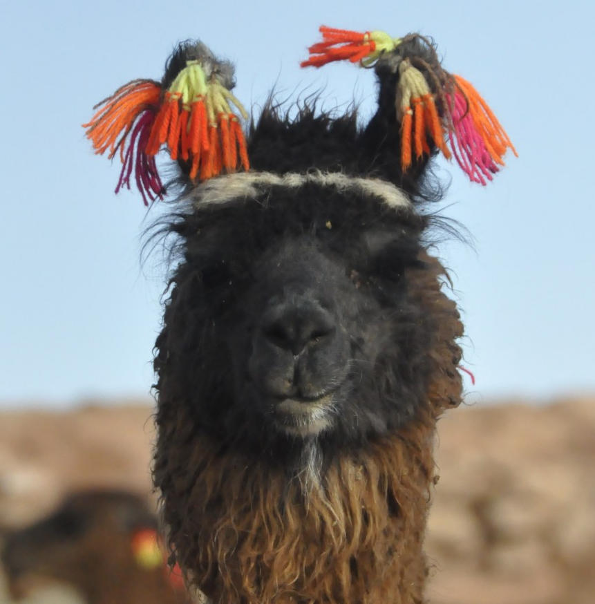lama-bunt.jpg