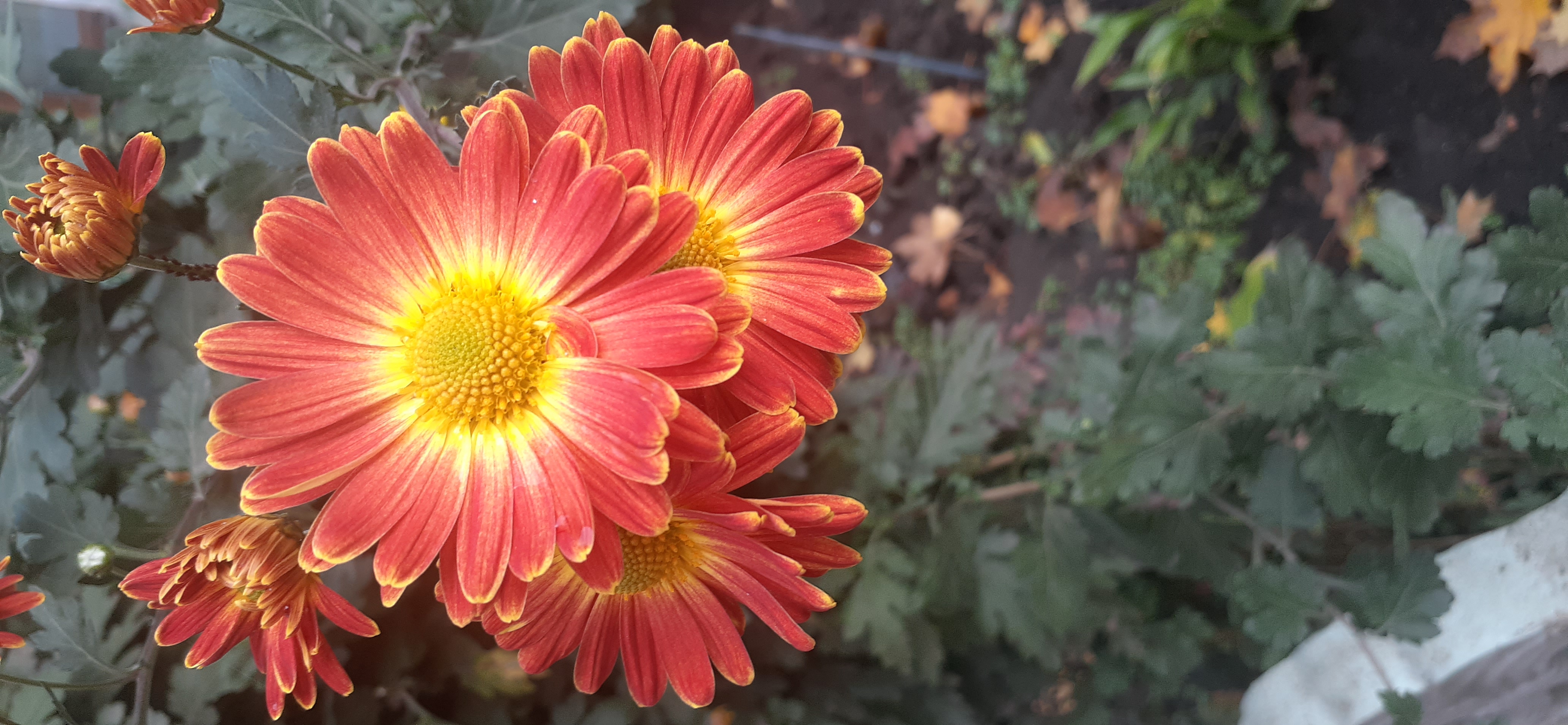 20201104_092820.jpg