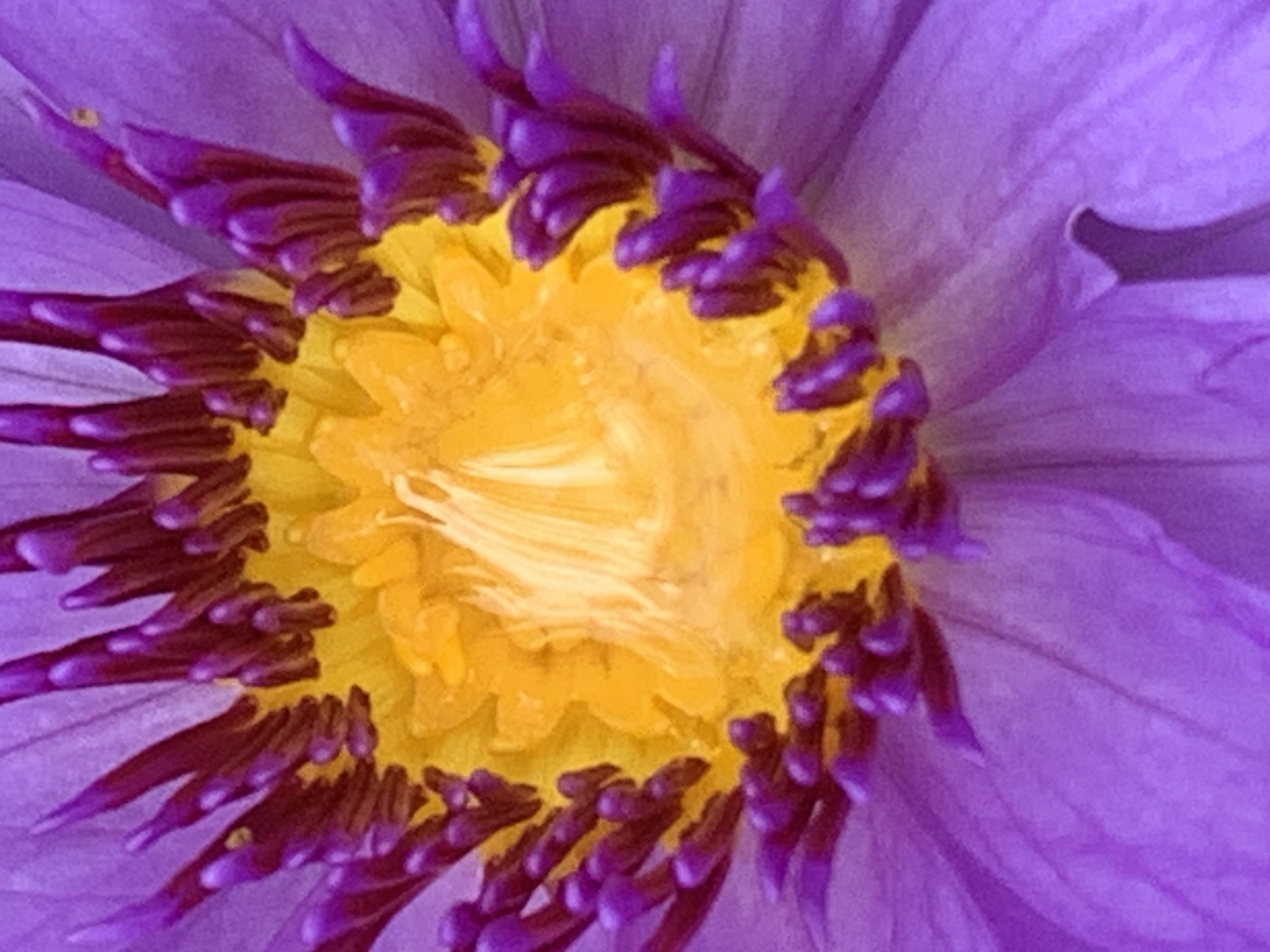 lotus flower21.jpg