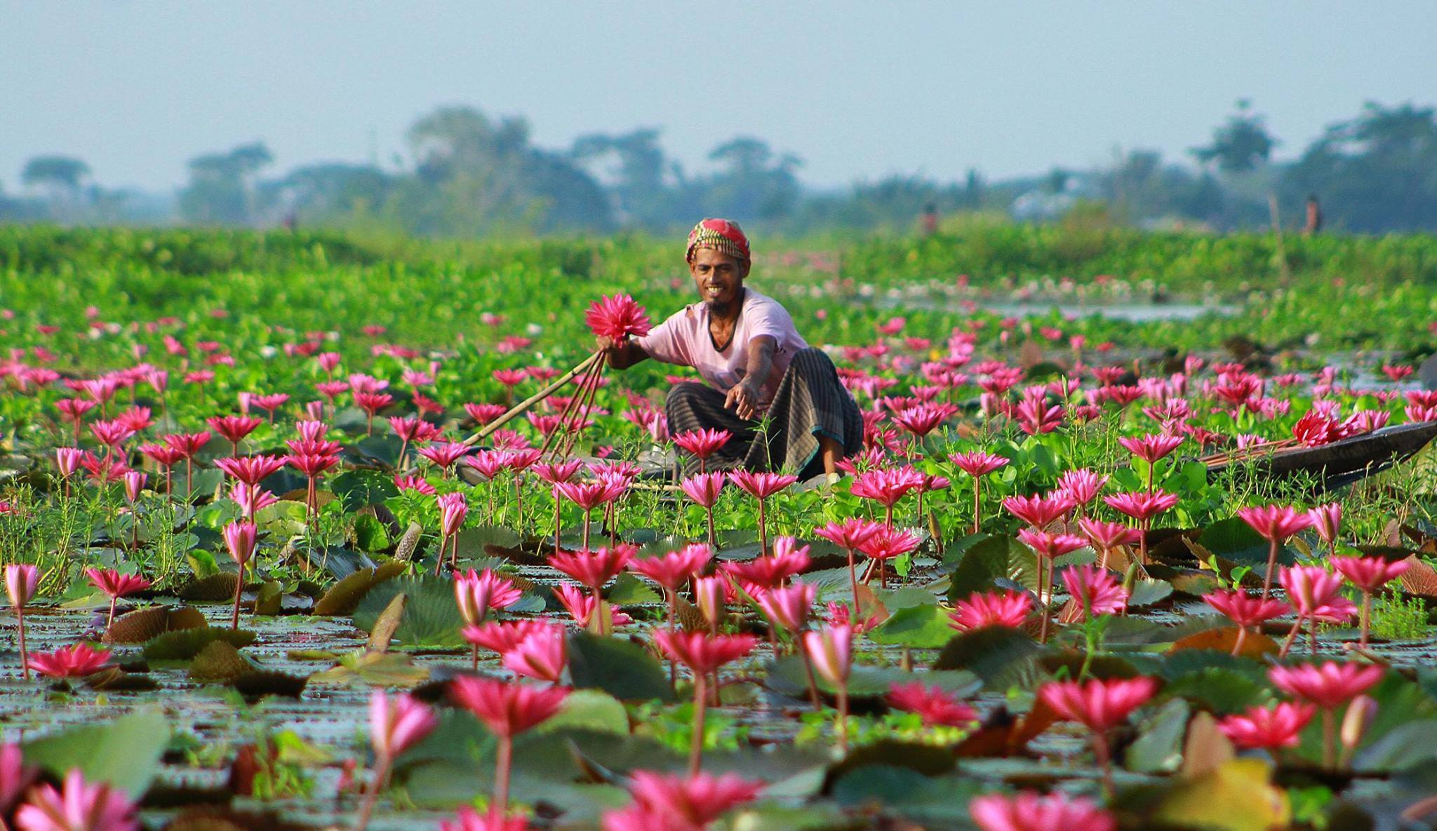 Цветок Индии Лотос