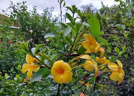 IMG_20230529_100319.jpg
