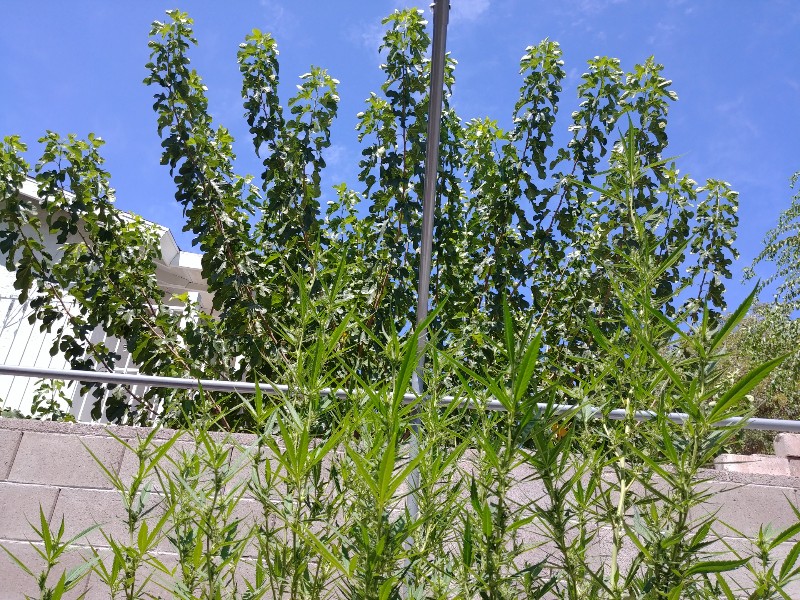 20180826_131836-800x600.jpg