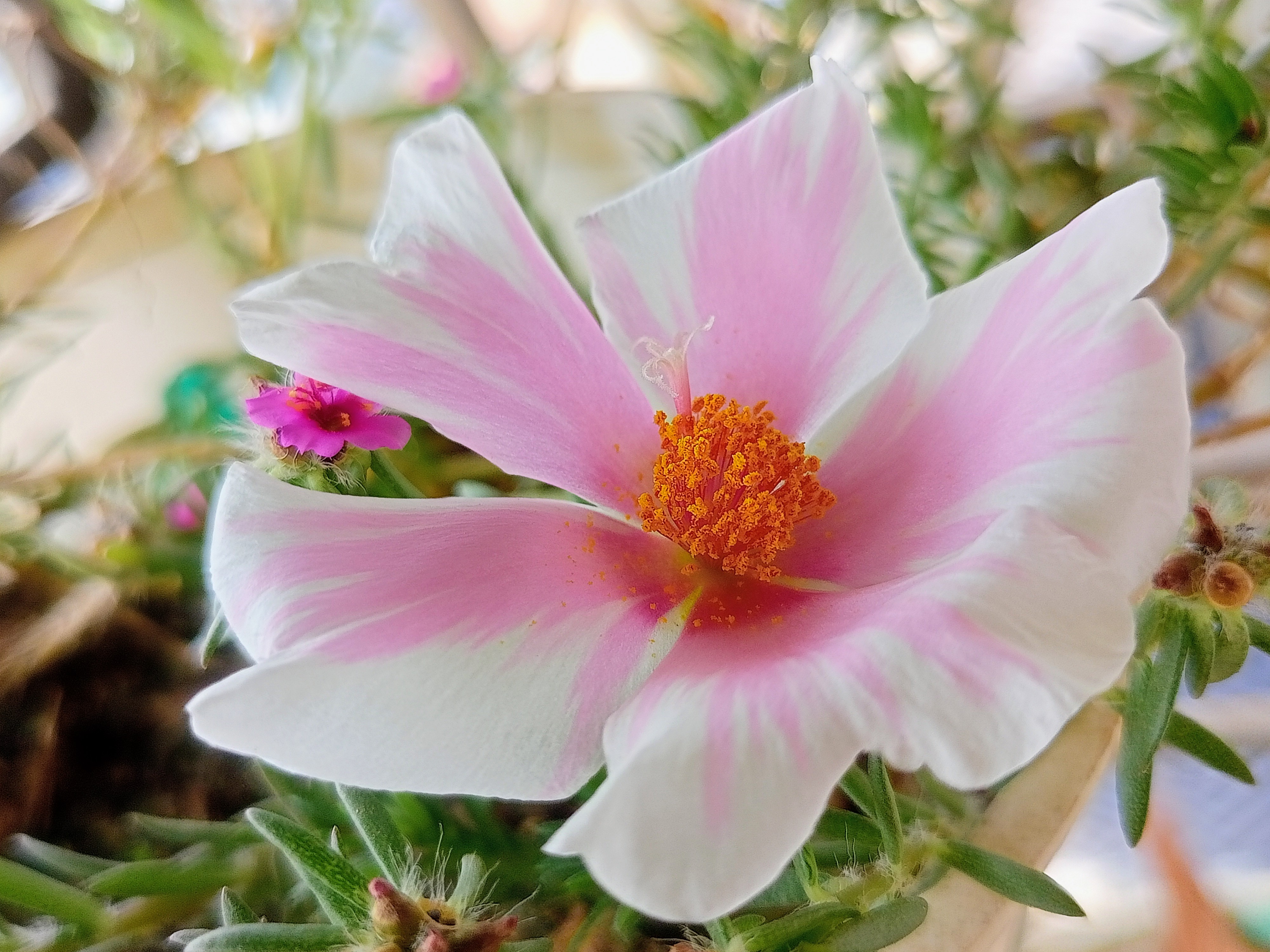 Una hermosa flor floreciendo en mi balcón.