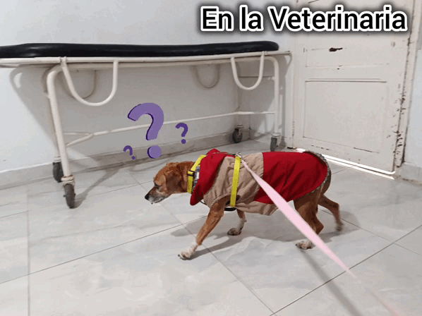 126474.gif