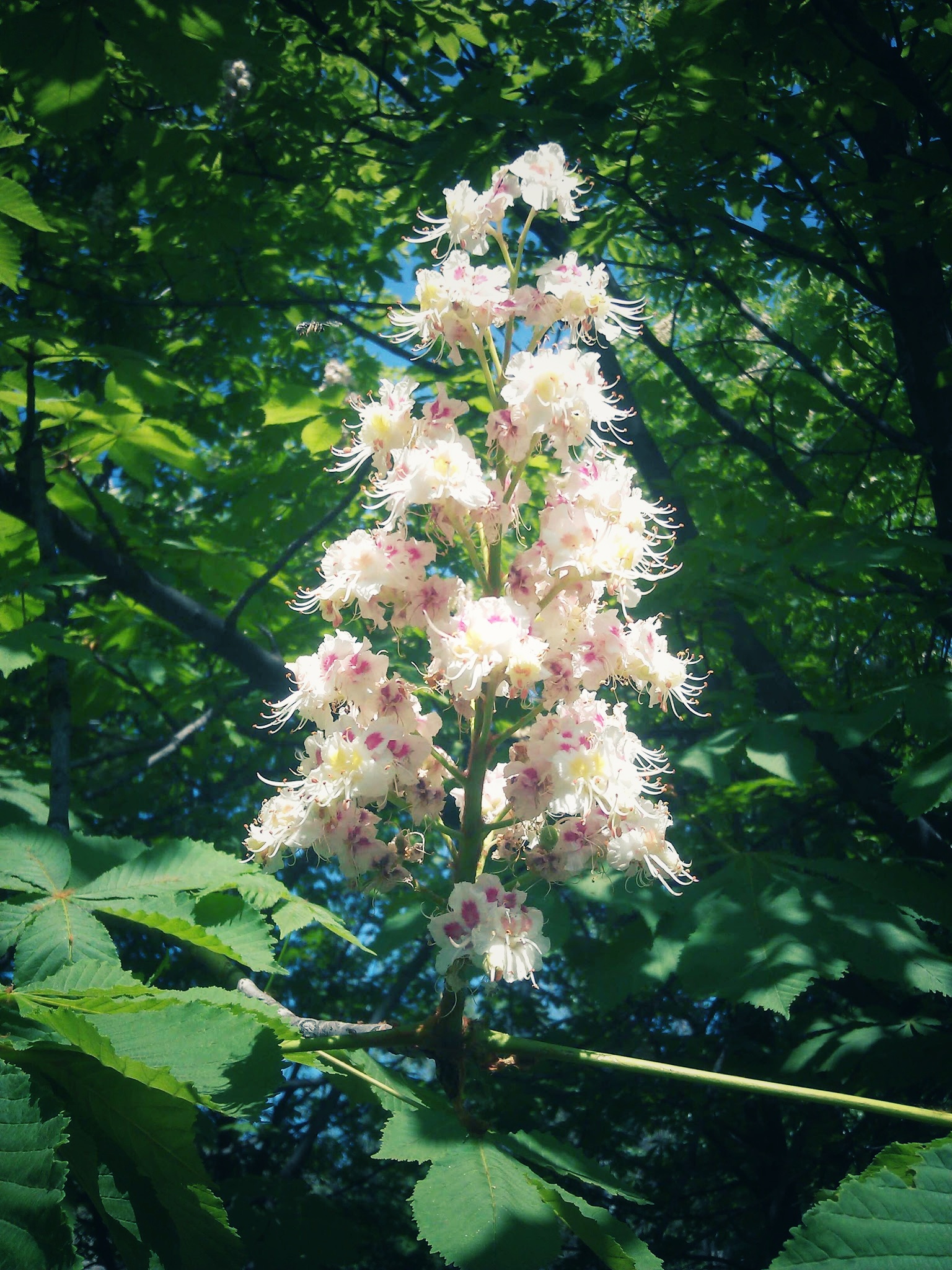 IMG_20120505_125016-01.jpeg