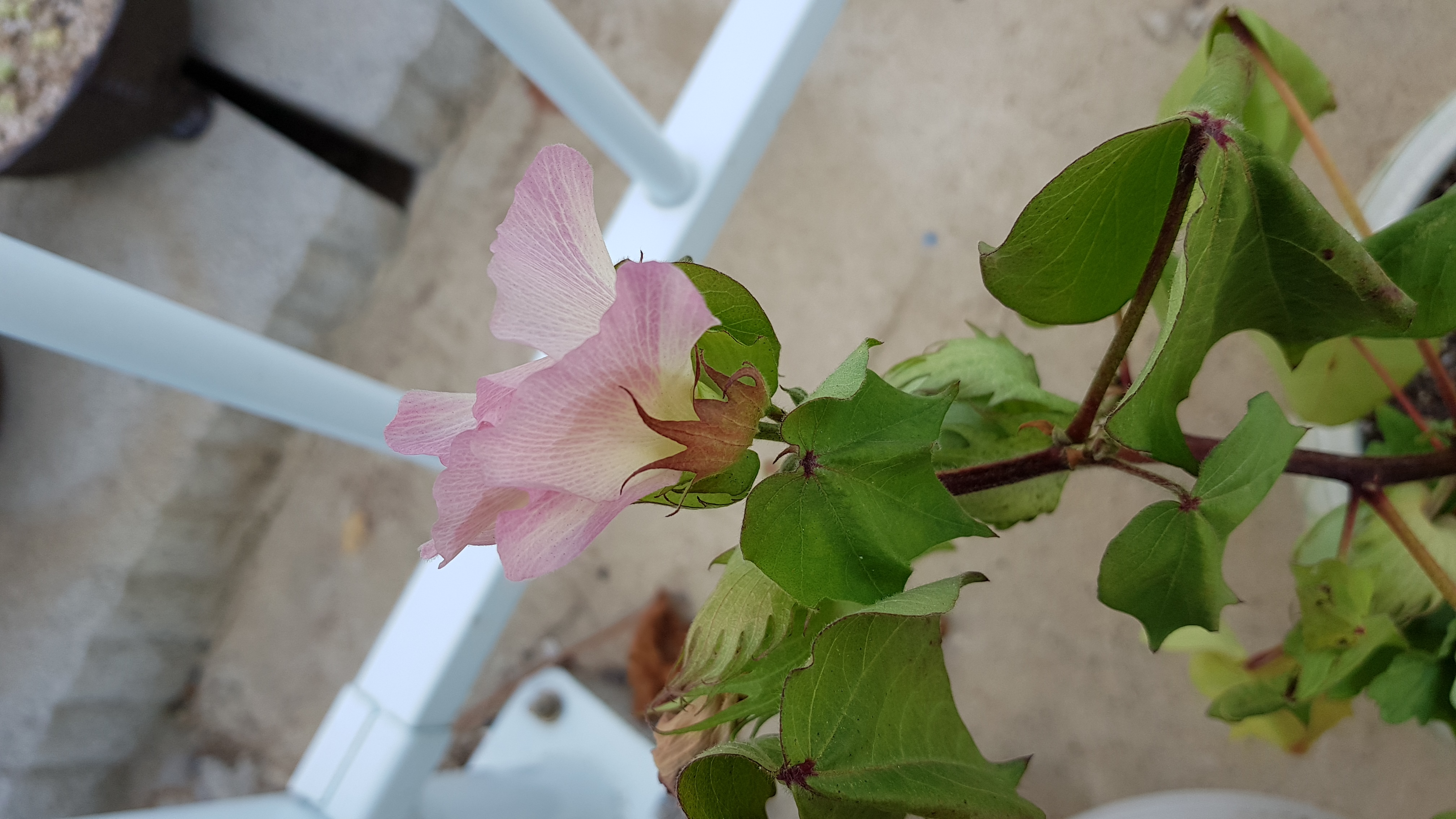 20180810_181204.jpg