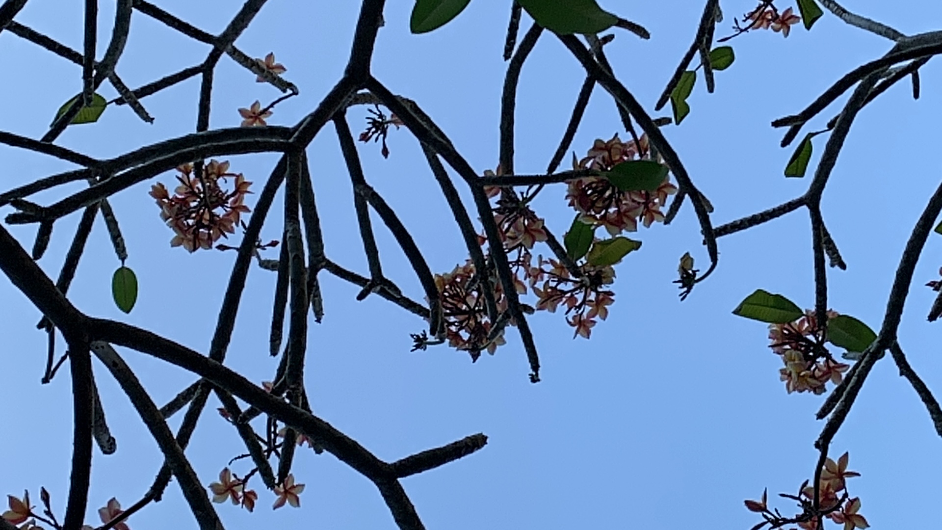 nature812.jpg