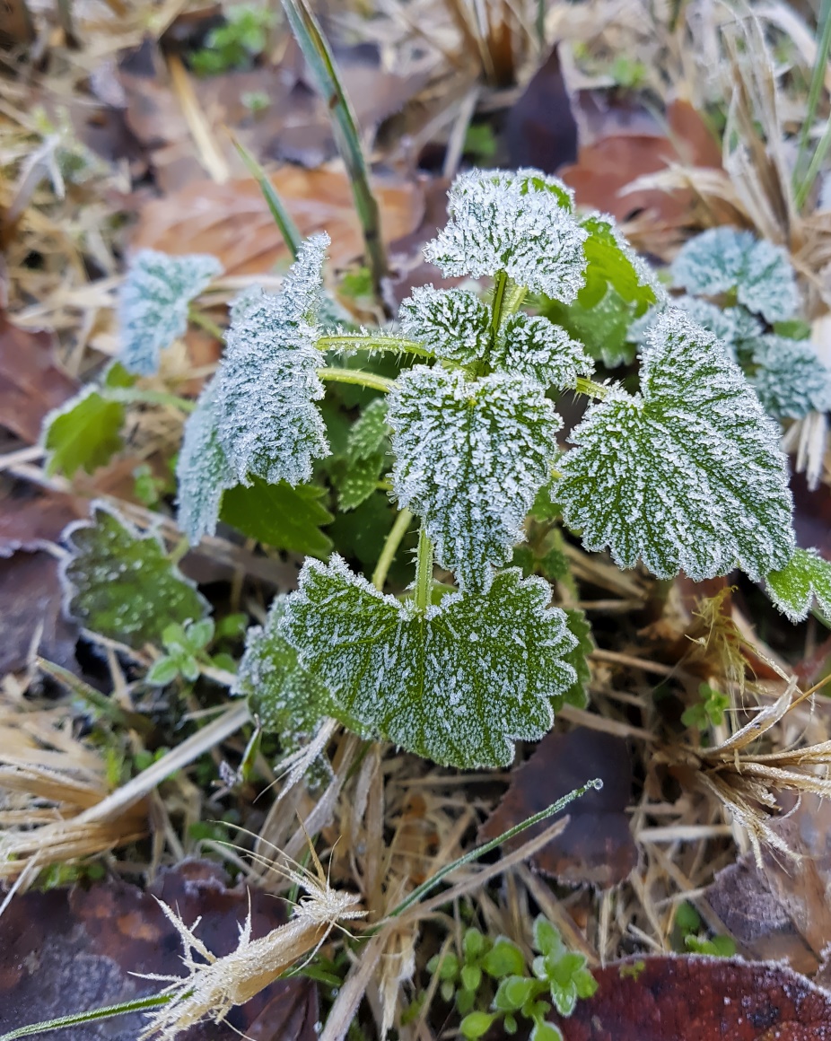 Raureif Fr.14 Dez.2018 bearb. 925.jpg