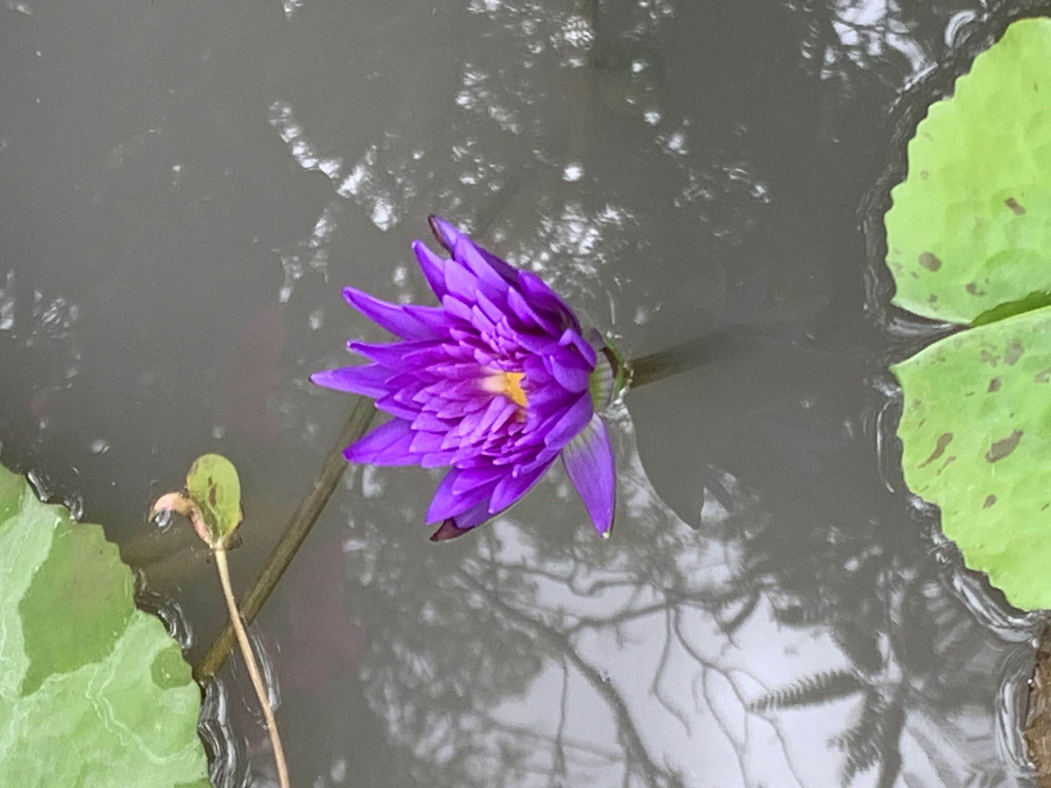 lotus_flowers4.jpg