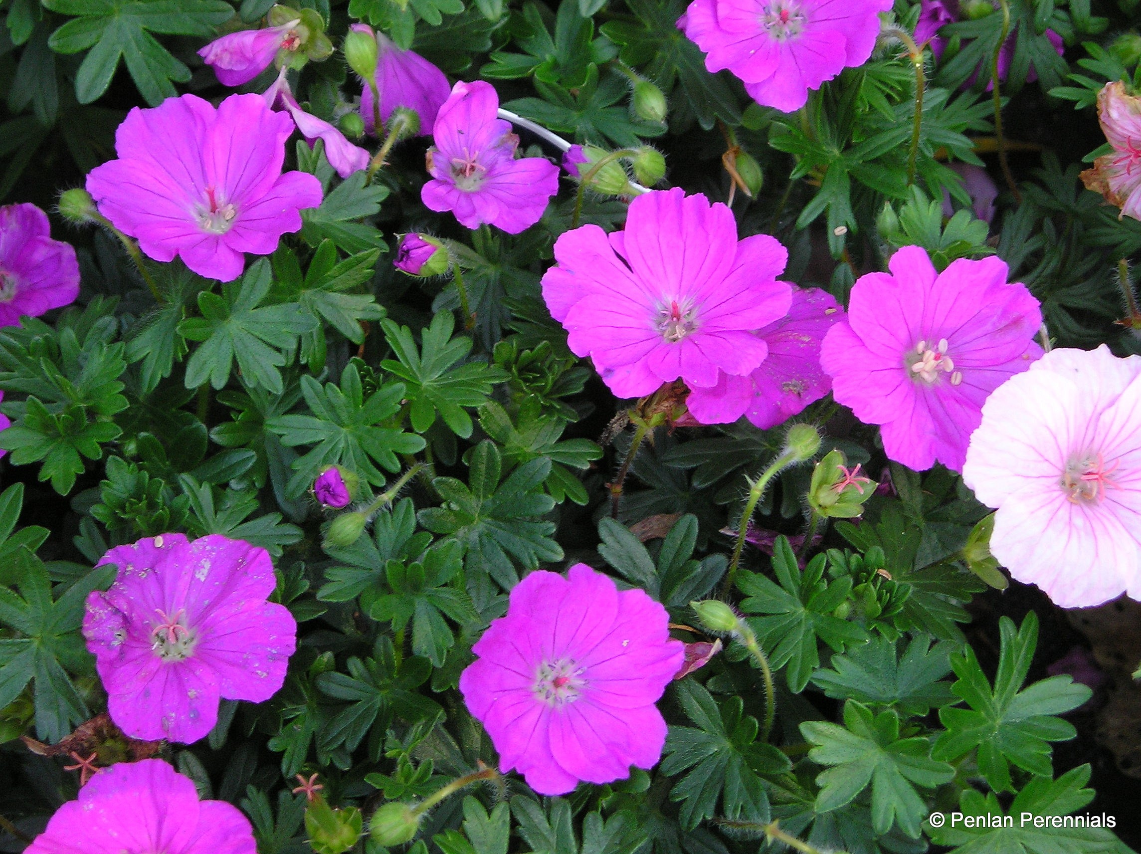 geranium_sanguineum_max_frei_pp-001.jpg