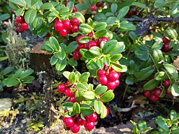 256px-Lingonberry_(Vaccinium_vitis-idaea)_-_panoramio.jpg