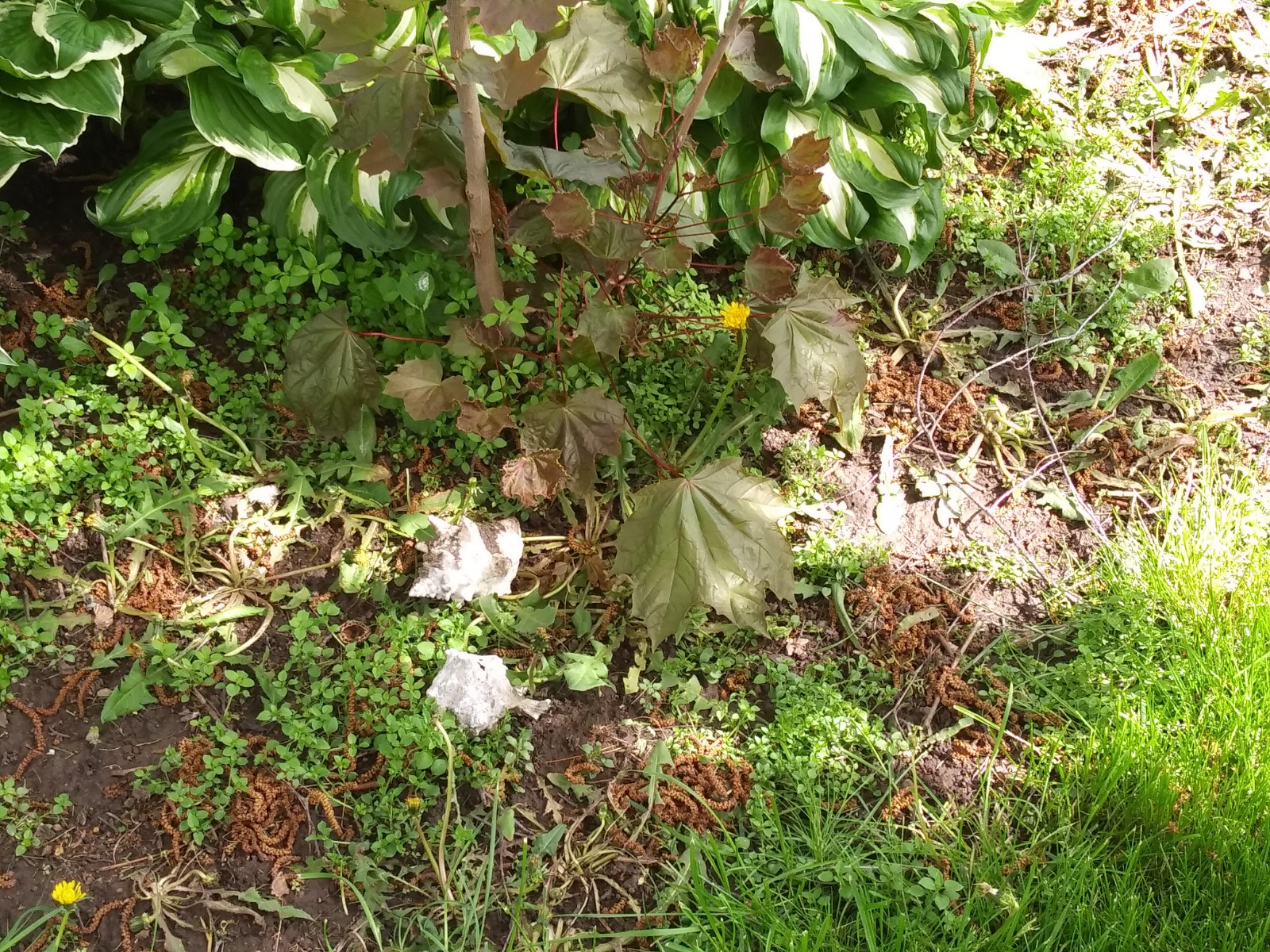 20190526_100701.jpg