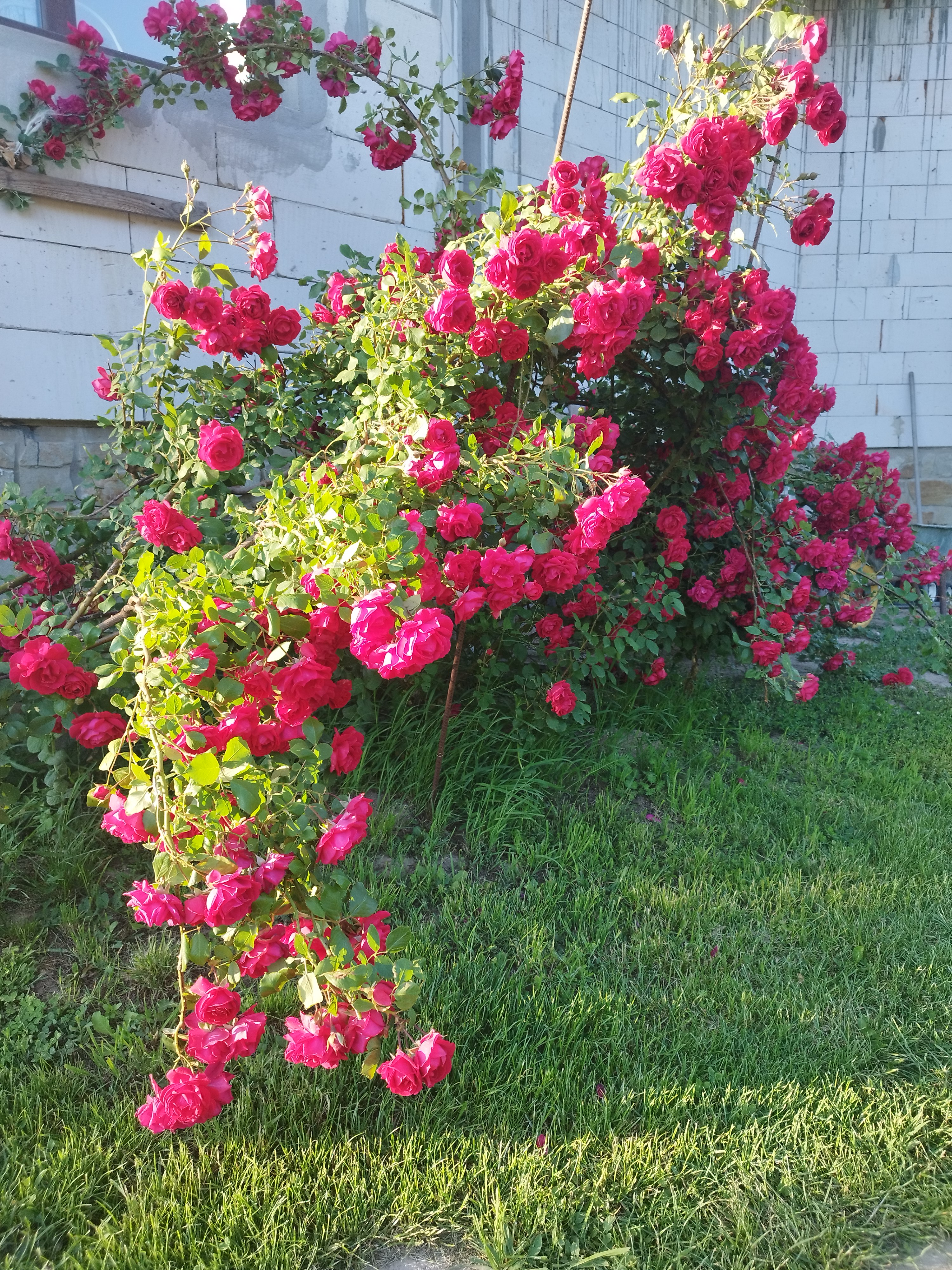 IMG_20260616_200116.jpg