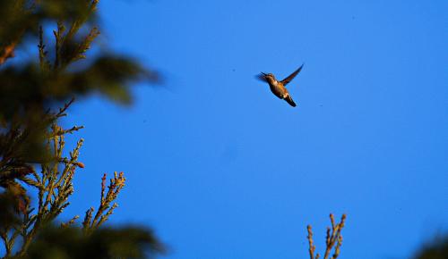 BFtyaRn4-IMG_1962.jpg