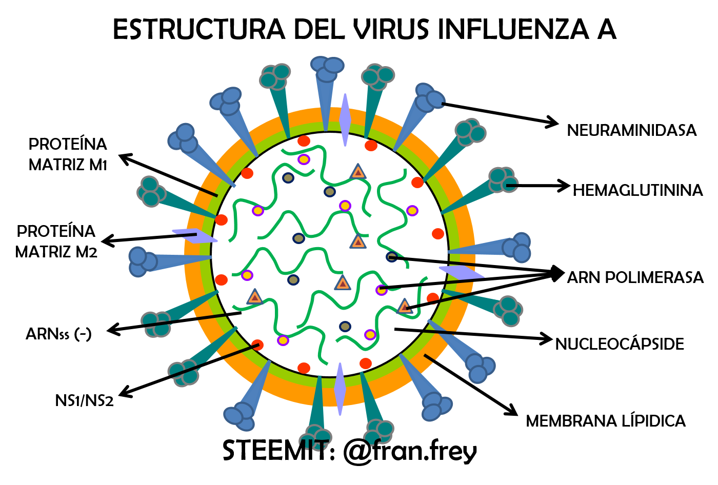 Структура вируса гриппа микробиология. Изображение вируса гриппа. Схематическая структура вируса гриппа. Вирус influenza.