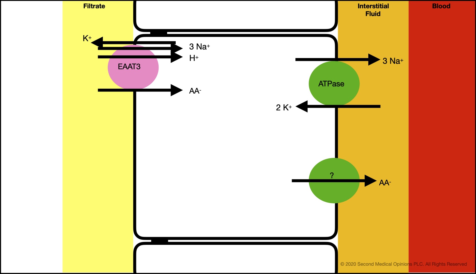 Picture Steemit Tubular Cell Anionic aminoacid Transport.jpg