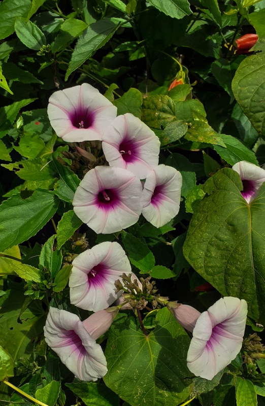 20201111_114003 (522x800).jpg