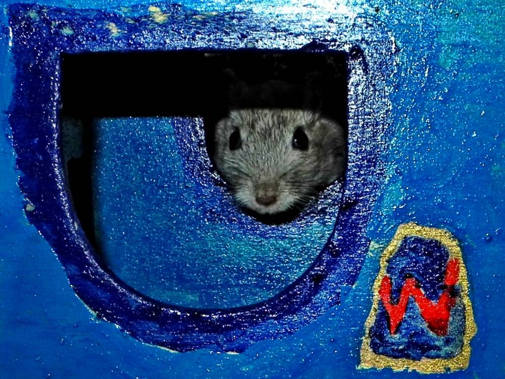 Rennmaus Bild des Tages
