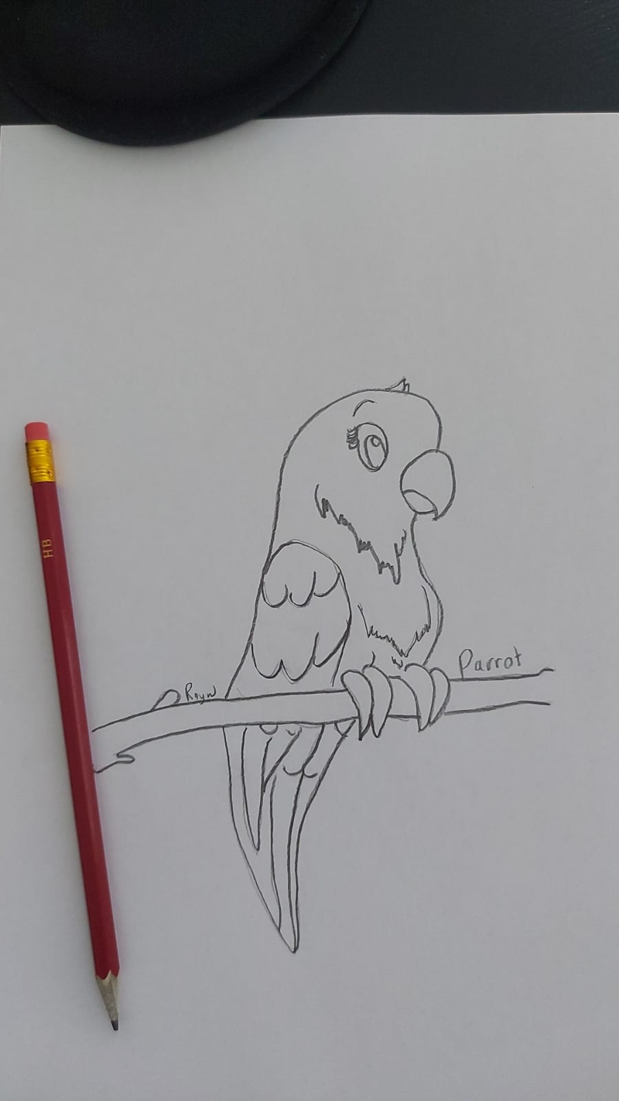 Parrot Pencil Drawing Projects :: Photos, videos, logos, illustrations and  branding :: Behance