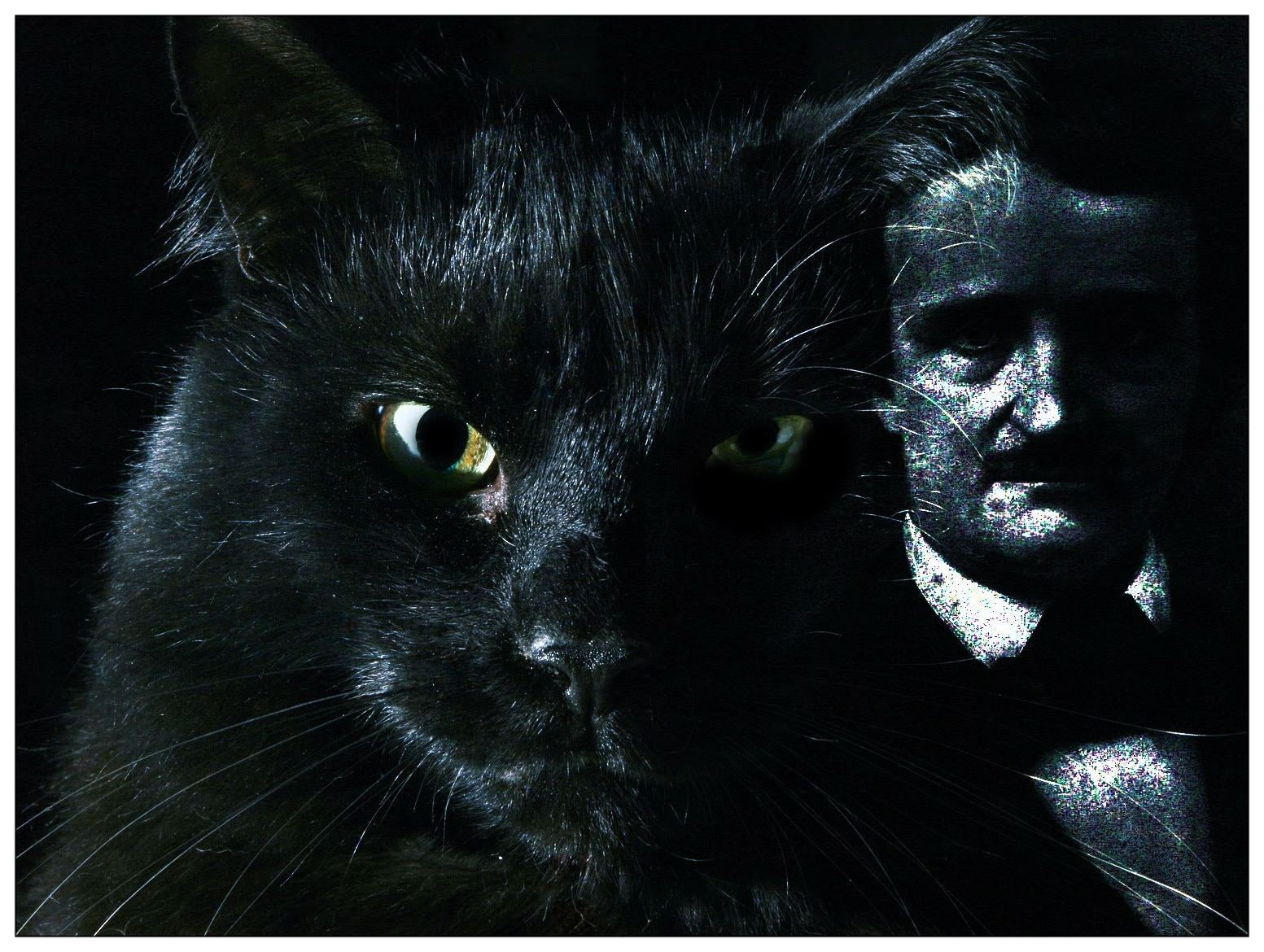 Годы черного кота. Чёрный котик. Черный кот сос ветящимеся глазами. Чёрная кошка в чёрной комнате. Довольный черный кот.