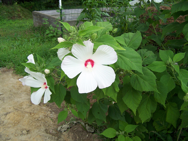 Hibiscus flower crop August 2019.jpg