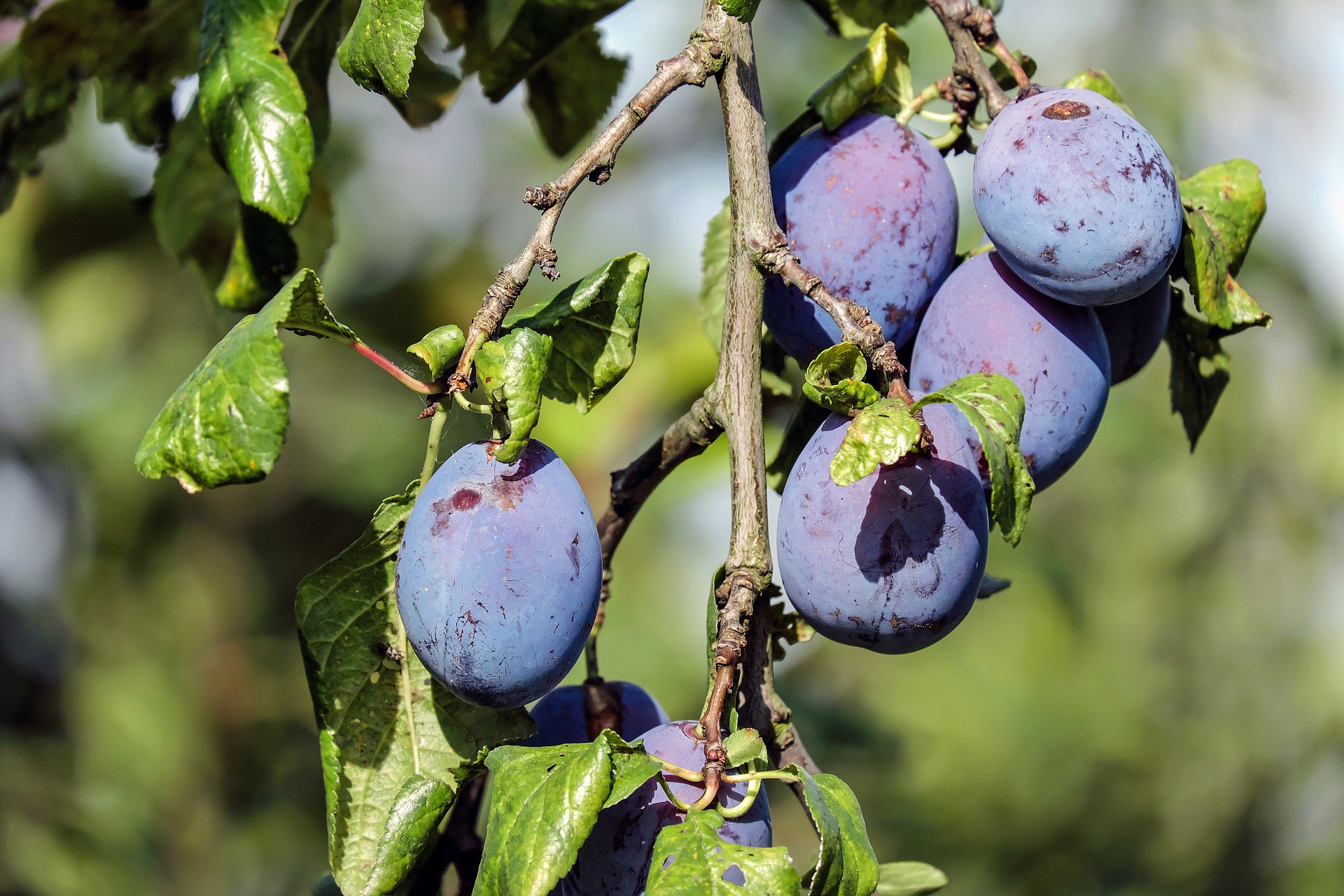 plum-1690494_1920.jpg