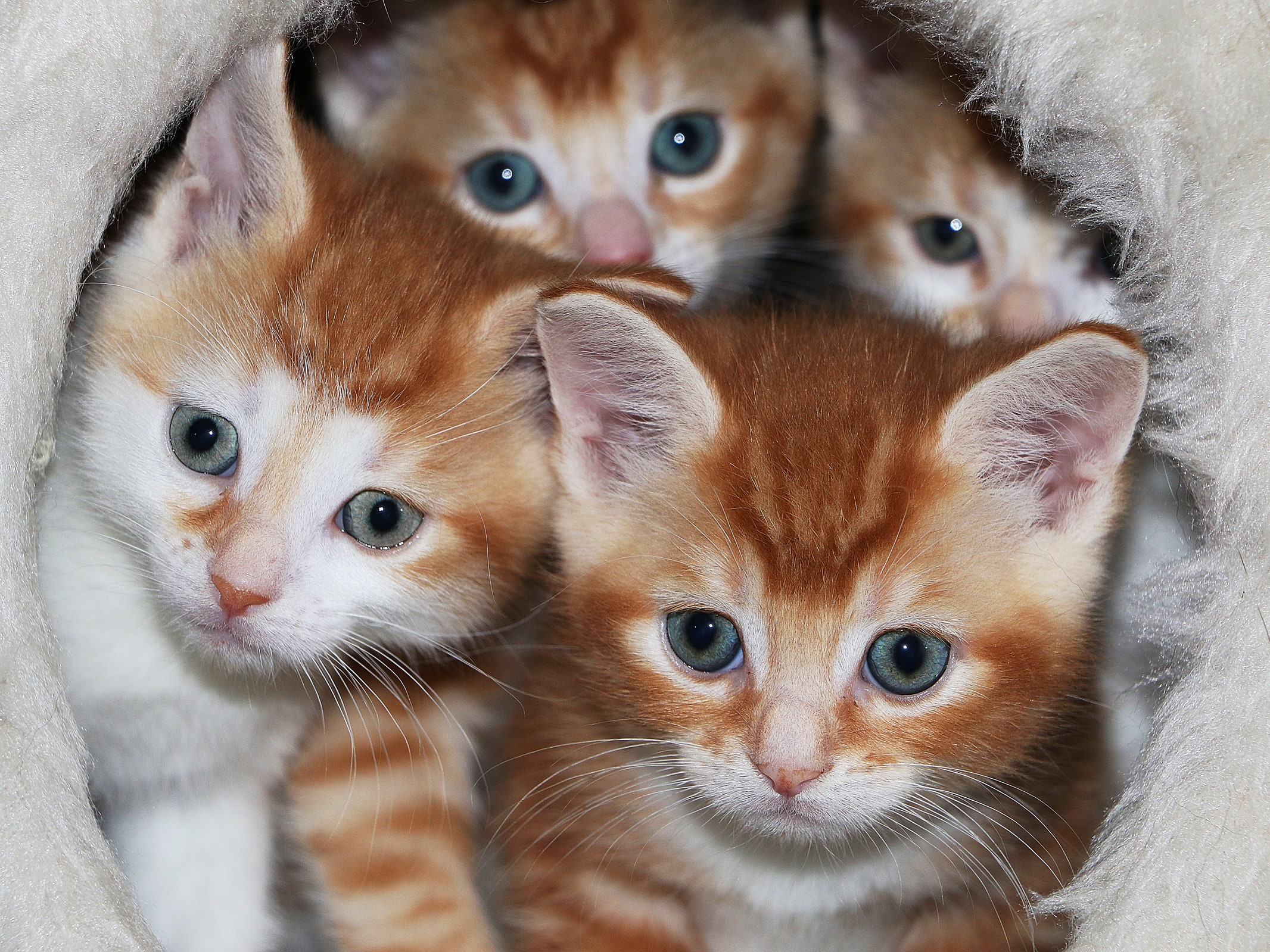 Gear-New-Pet-1168772154.jpg