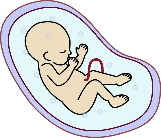 embryo-159690__480.webp