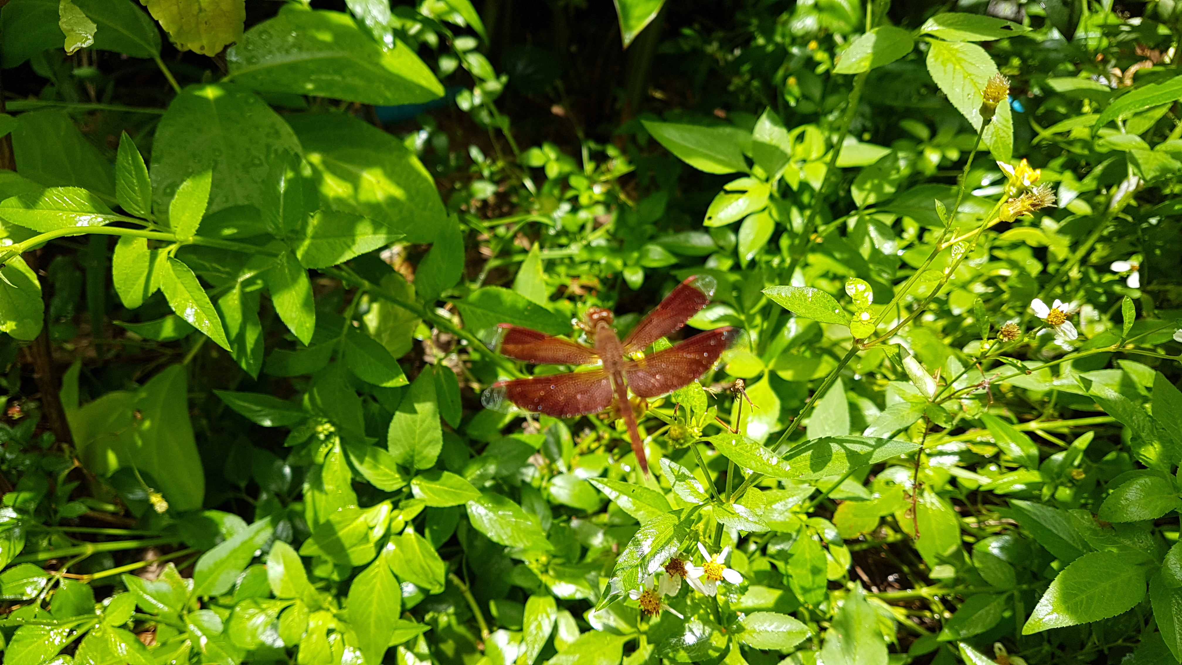 20180803_111942.jpg