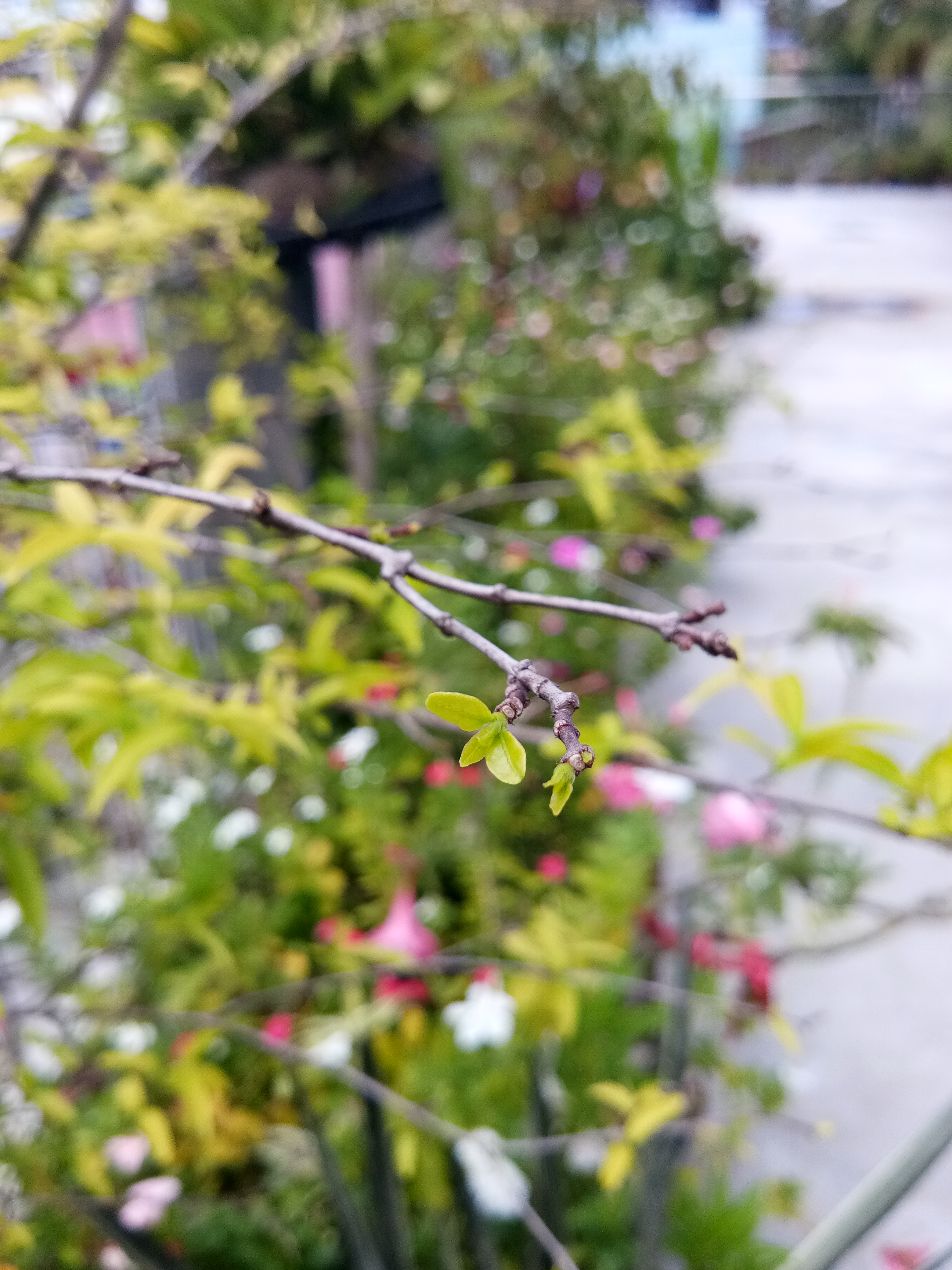 IMG_20180826_131038.jpg