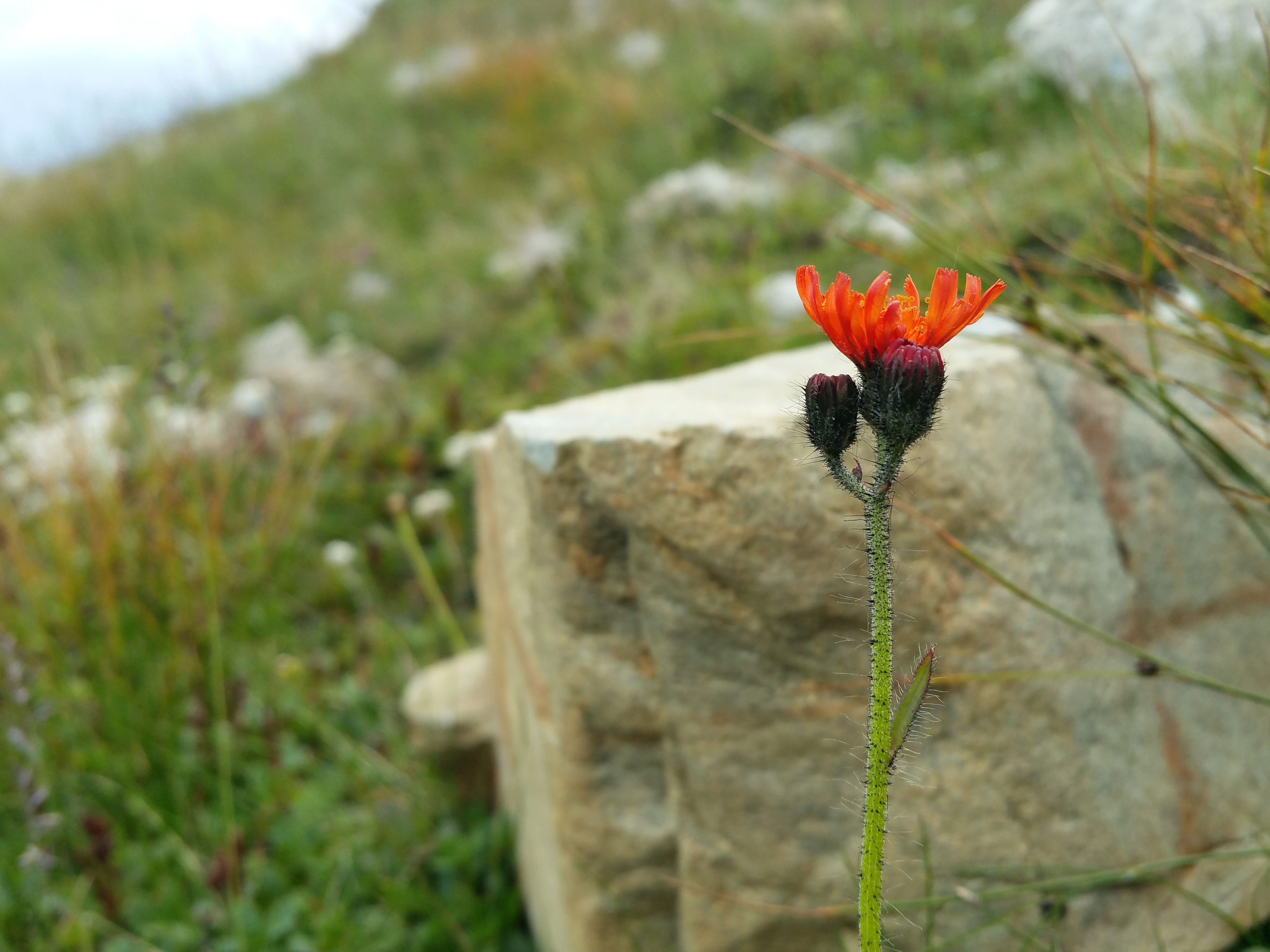 20180717_155735.jpg