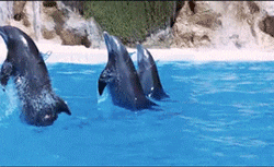 121iTEUa2O49DG (2) (2).gif
