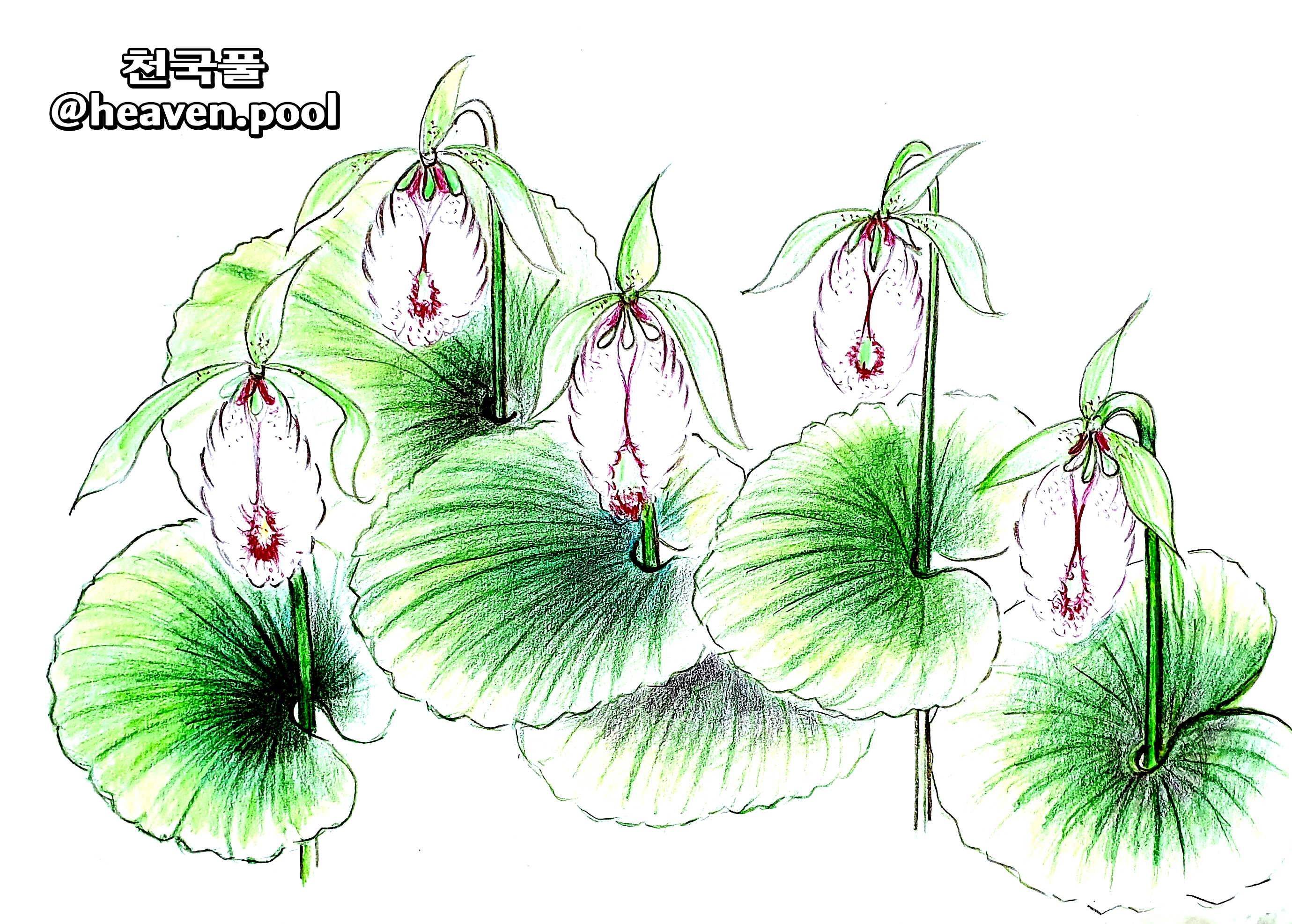 천국풀(왼쪽).png