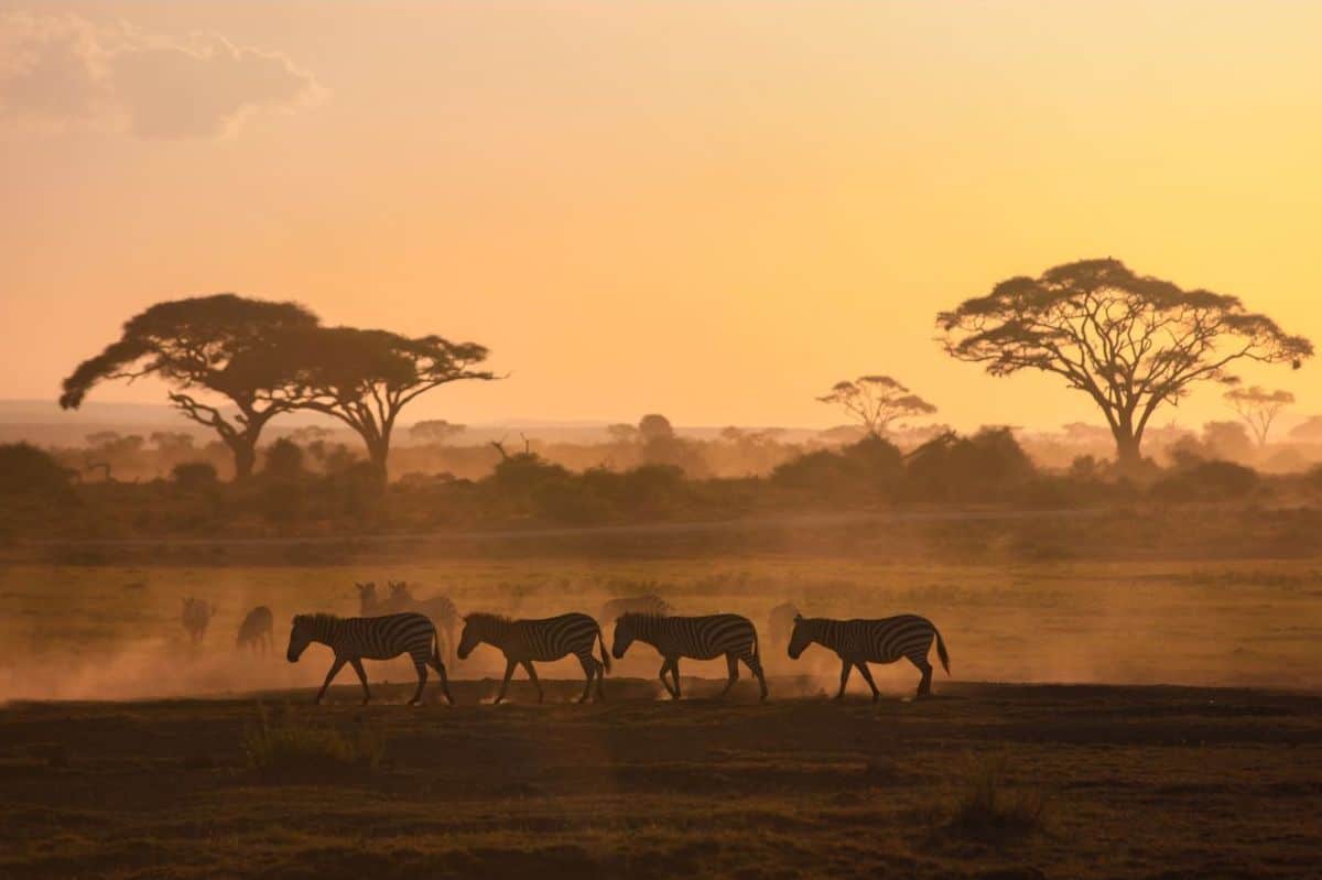 How to save money on Kenya safari tours.jpeg