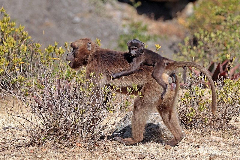 800px-Gelada_(Theropithecus_gelada_gelada)_female_with_baby_on_her_back.jpg