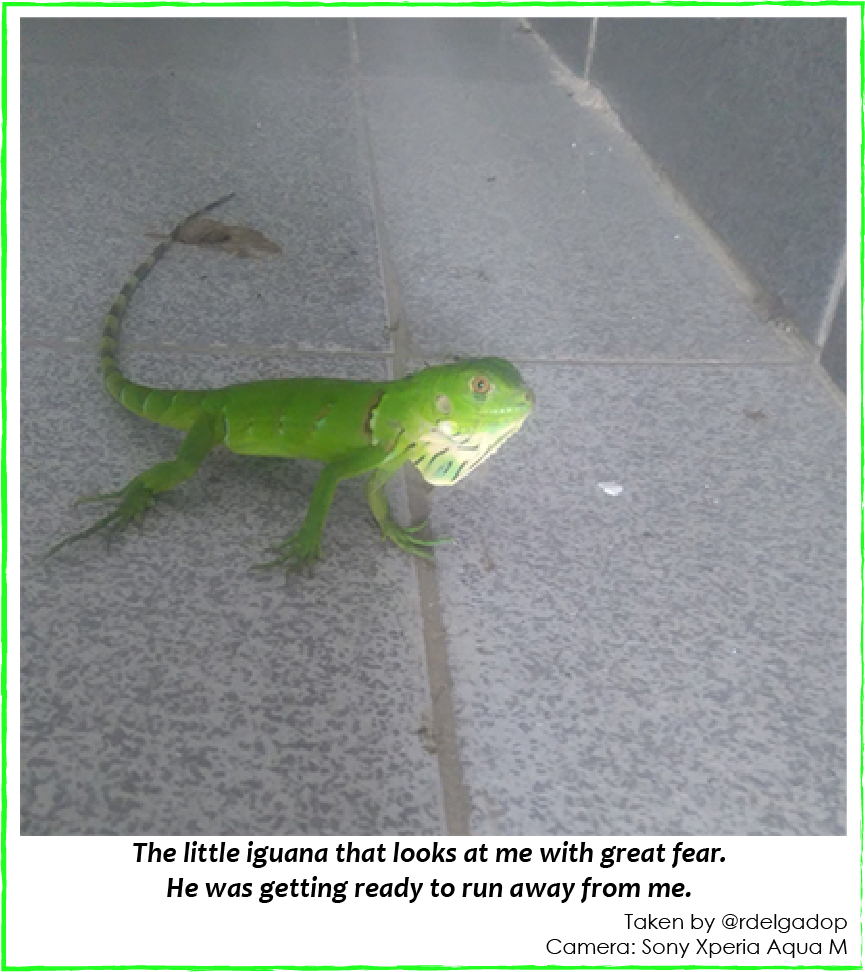 iguana01.png
