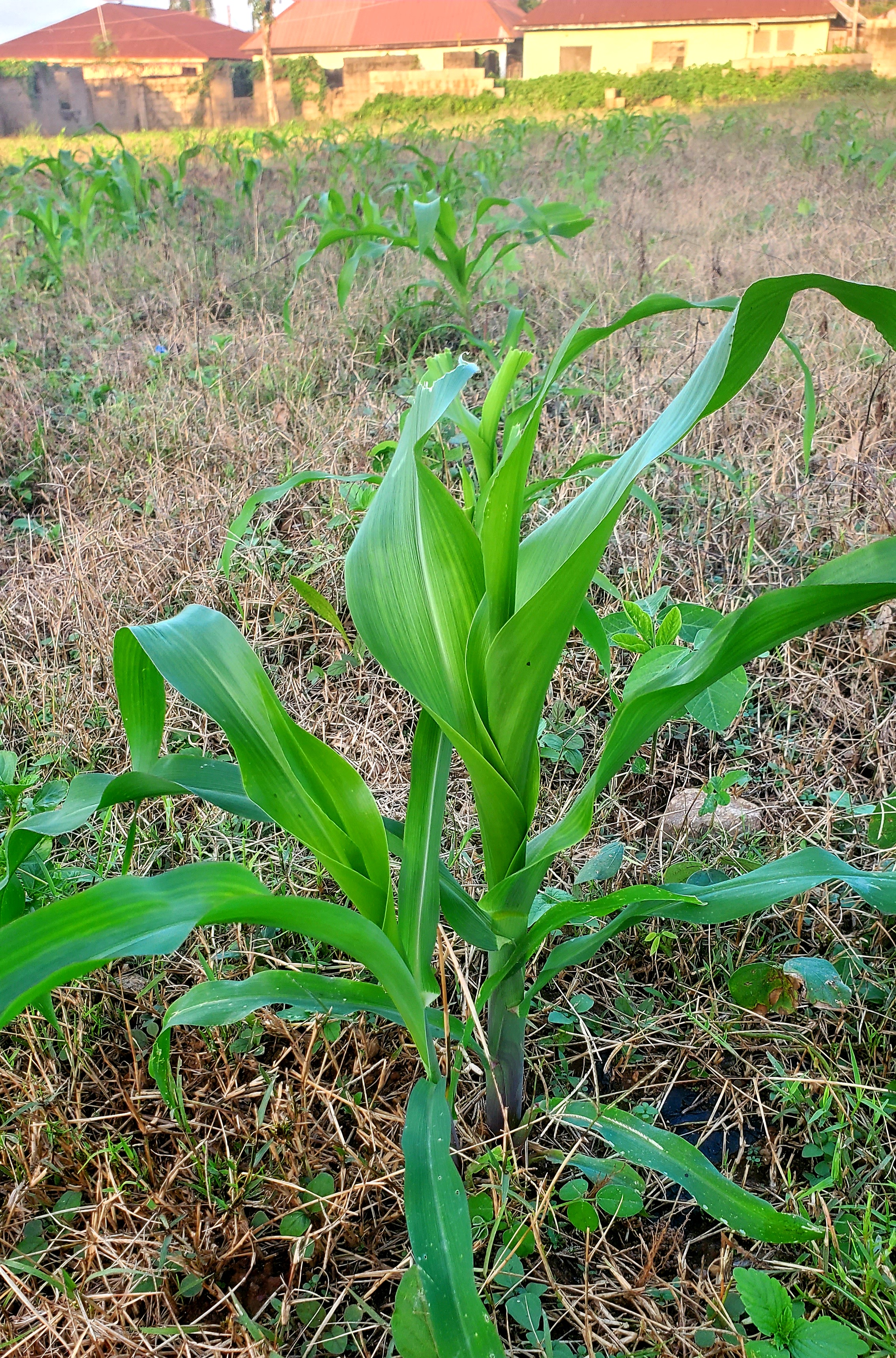 20260706_181139.jpg