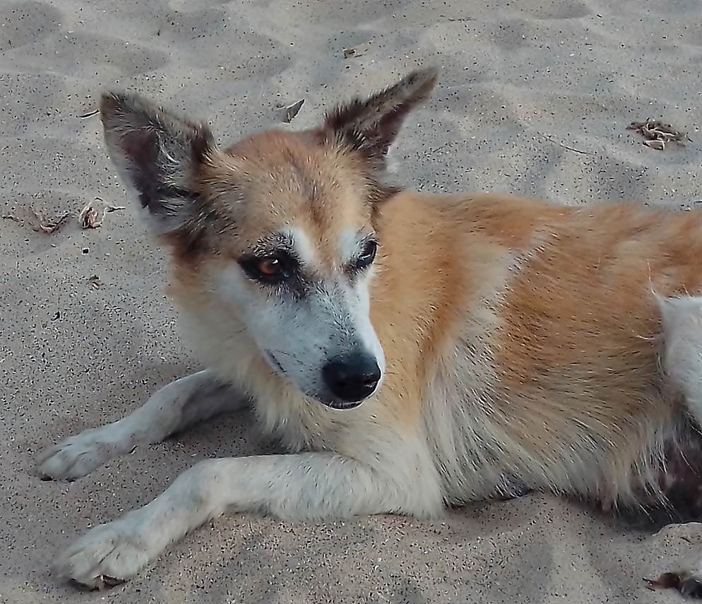 Imagen de Perrito.jpg