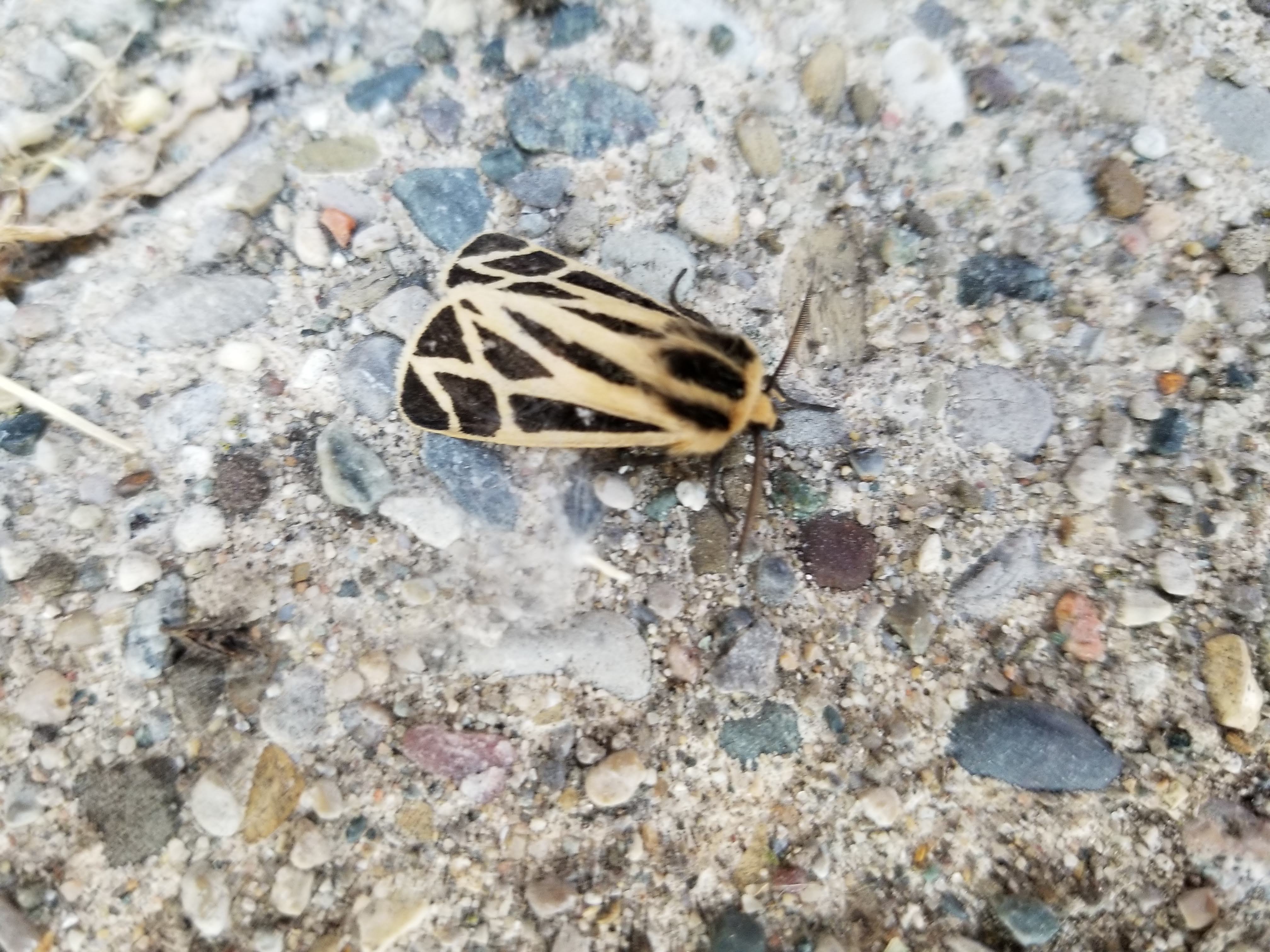 20180607_200546.jpg