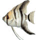 angelfish87