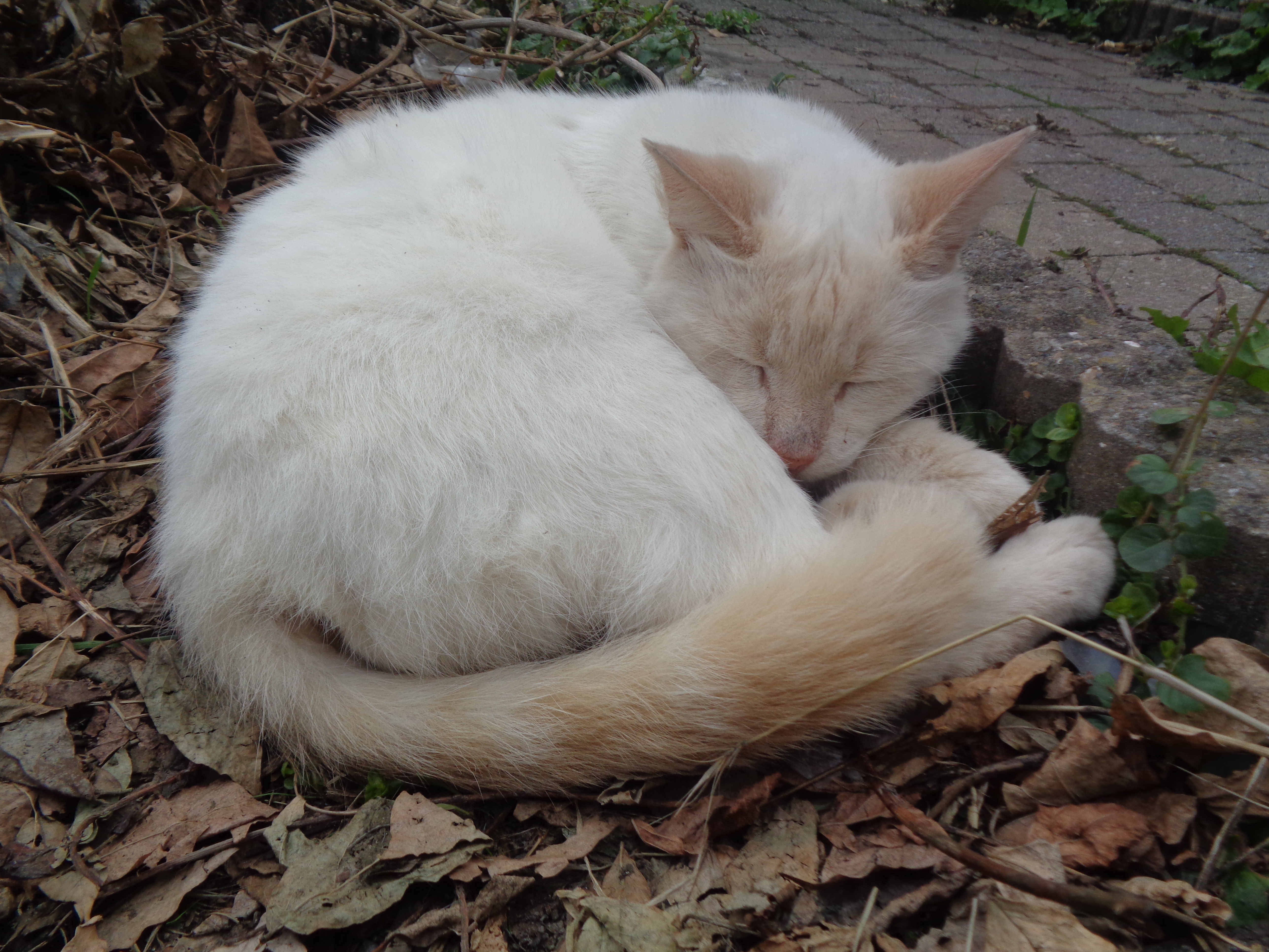 DSC02550.JPG