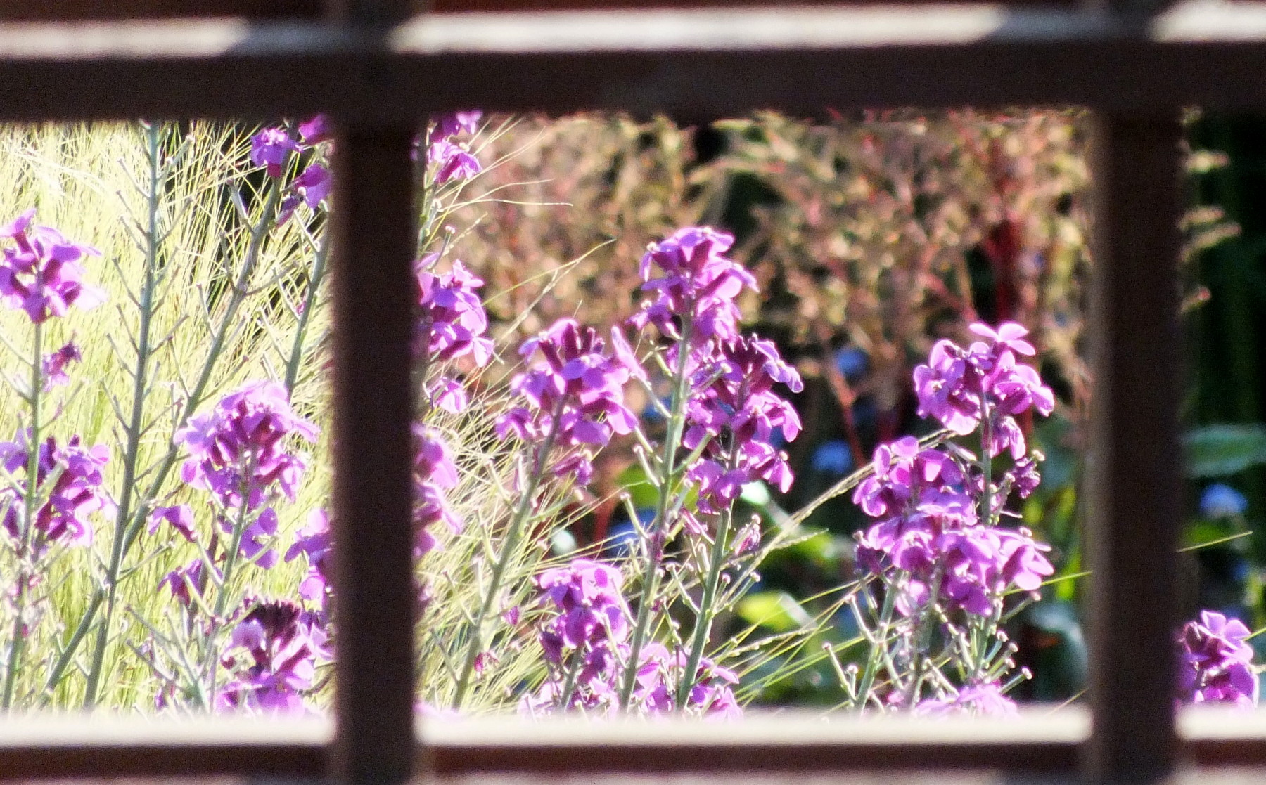 RD0212-Purple.jpg