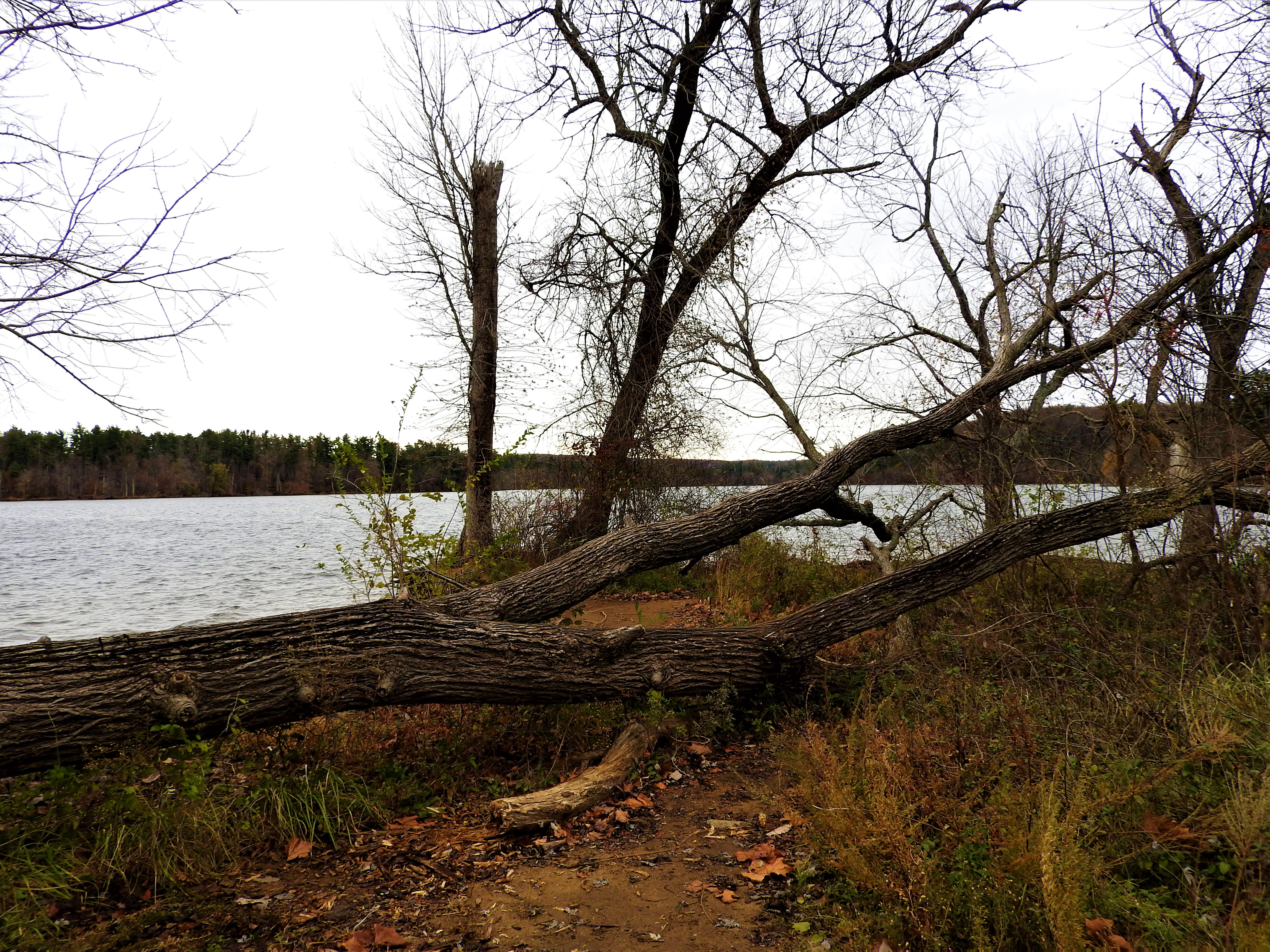 treetuesday11-19-19-7ok1.jpg