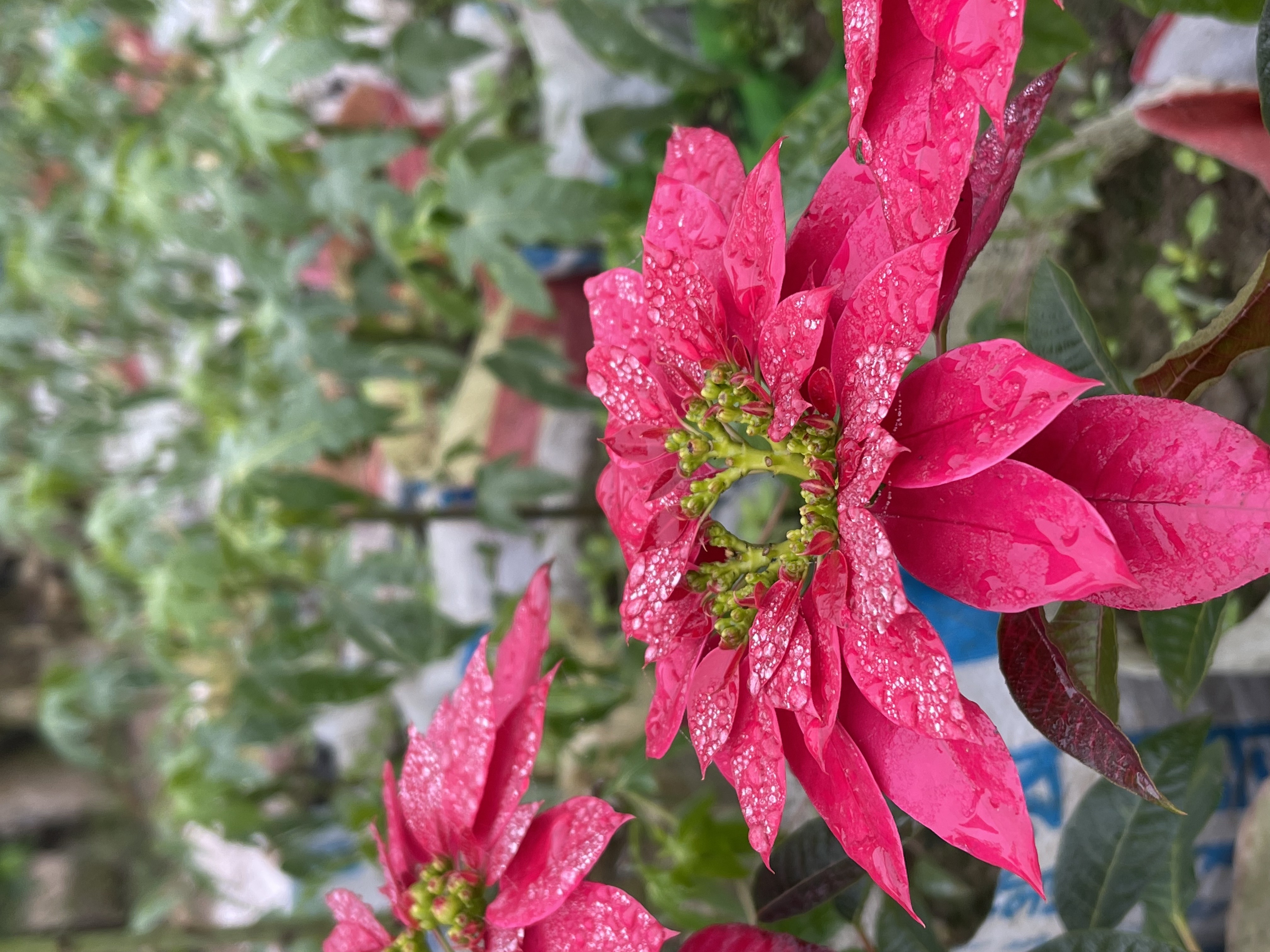 C80257DC-068A-406B-AAED-53A7858B026B.jpeg